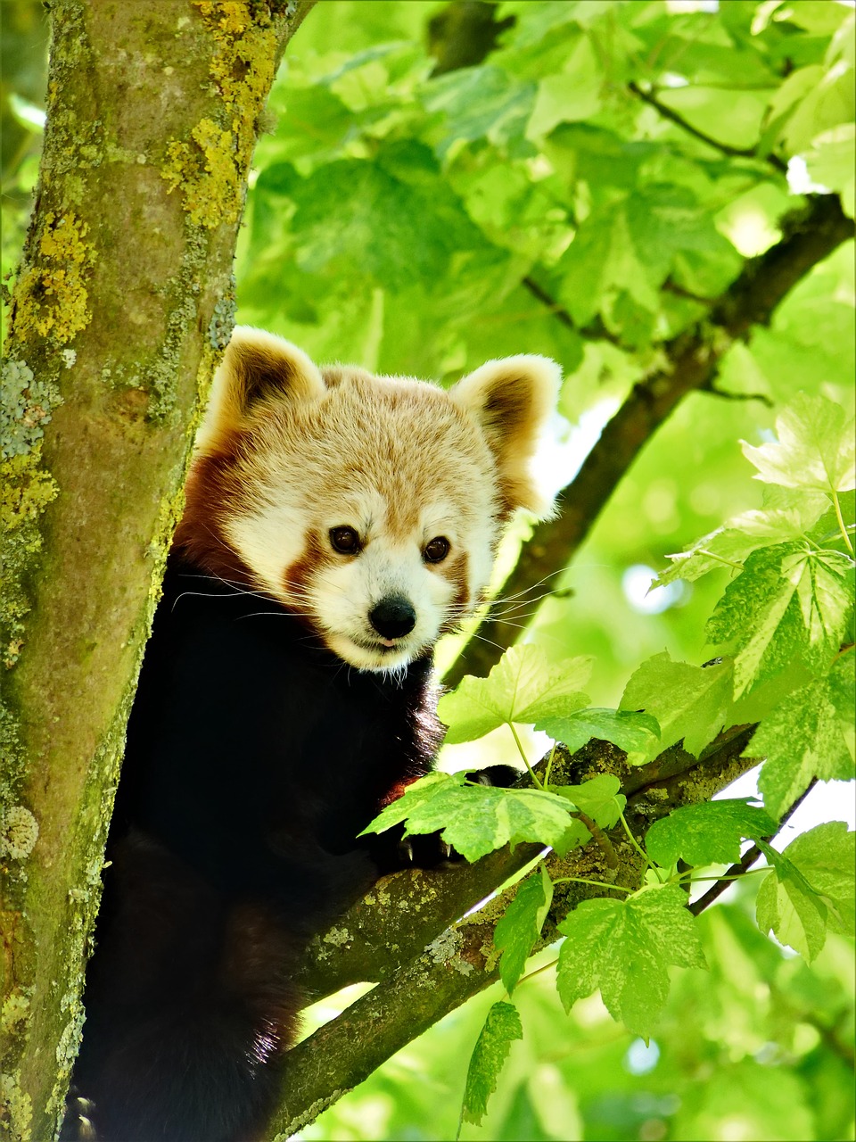 Raudonoji Panda,  Panda,  Gyvūnijos,  Gyvūnas,  Pobūdį,  Mielas,  Turėti, Nemokamos Nuotraukos,  Nemokama Licenzija