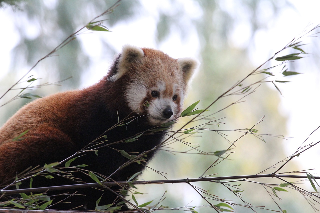 Raudonoji Panda,  Lapai,  Gyvūnas, Nemokamos Nuotraukos,  Nemokama Licenzija