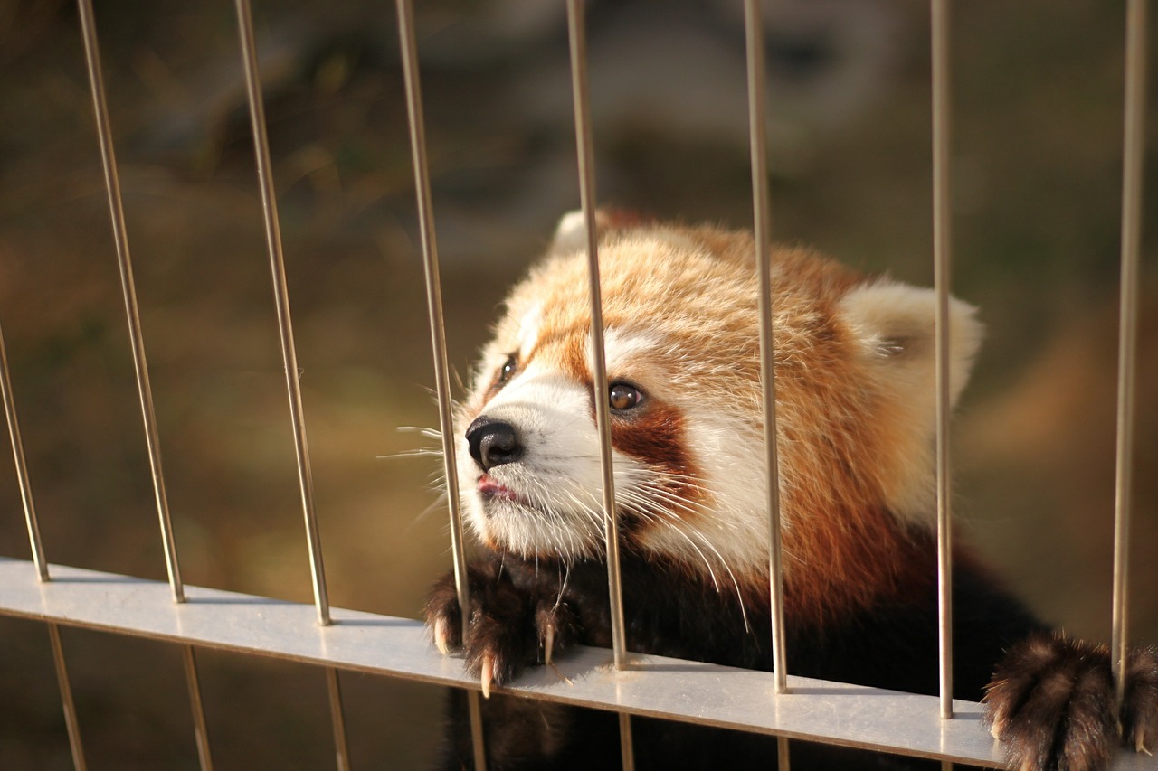 Raudonoji Panda, Zoologijos Sodas, Mieli Gyvūnai, Nemokamos Nuotraukos,  Nemokama Licenzija
