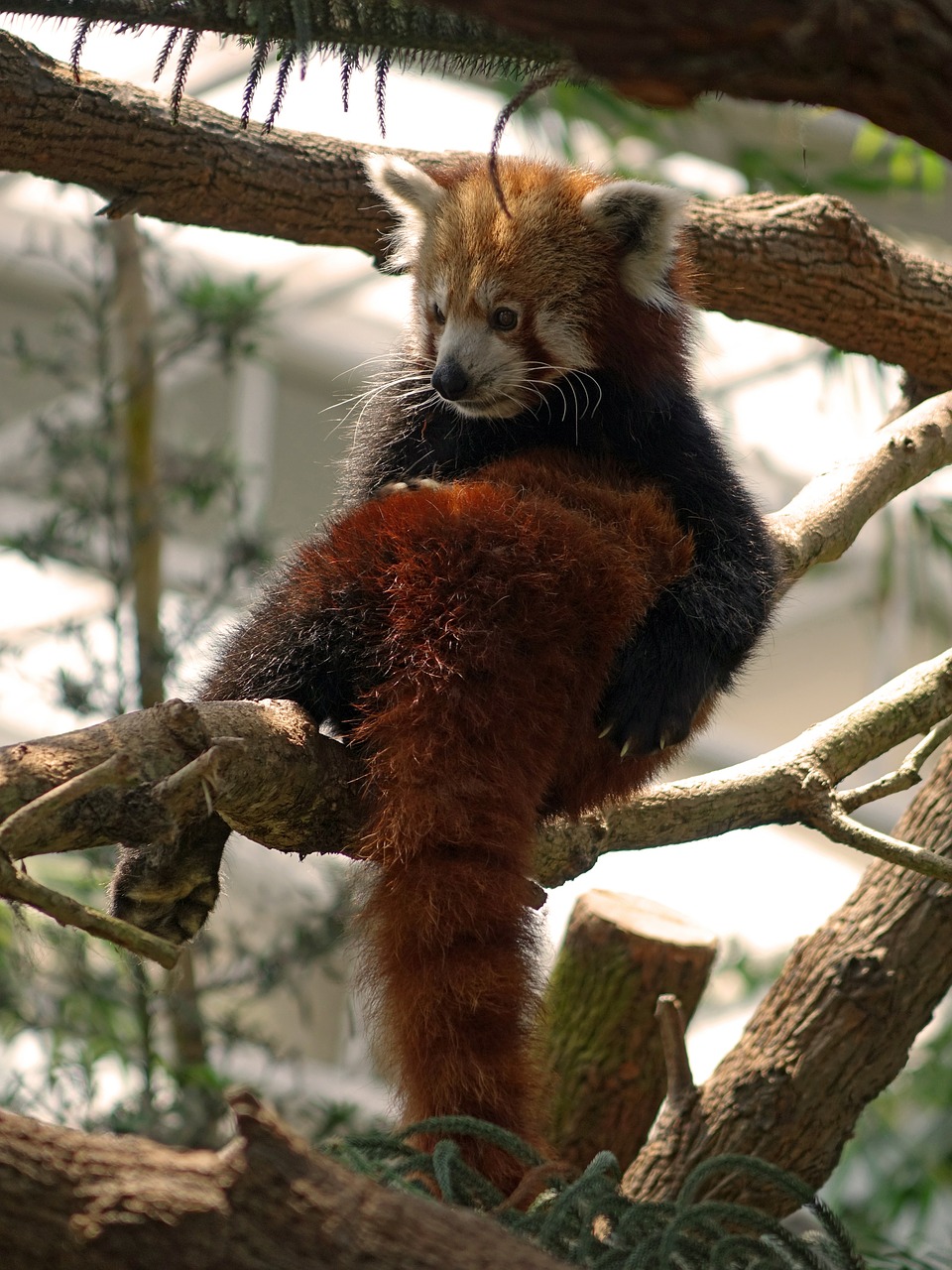 Raudonoji Panda, Firefox, Gyvūnas, Laukinė Gamta, Kinai, Žavinga, Zoologijos Sodas, Filialas, Kinija, Medis
