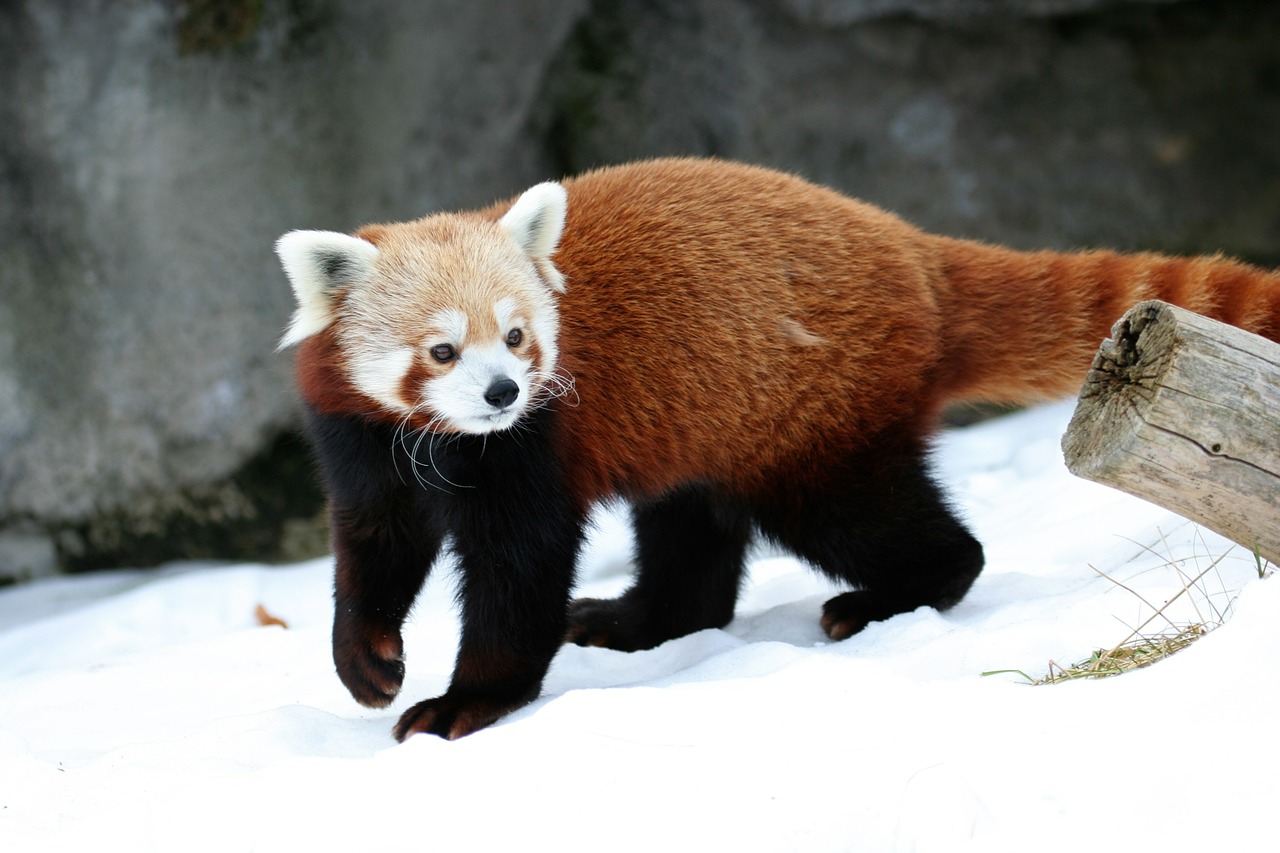 Raudonoji Panda, Panda, Kačių Čiuožykla, Vaikščioti, Žiūri, Zoologijos Sodas, Žinduolis, Laukinė Gamta, Gyvūnas, Gamta