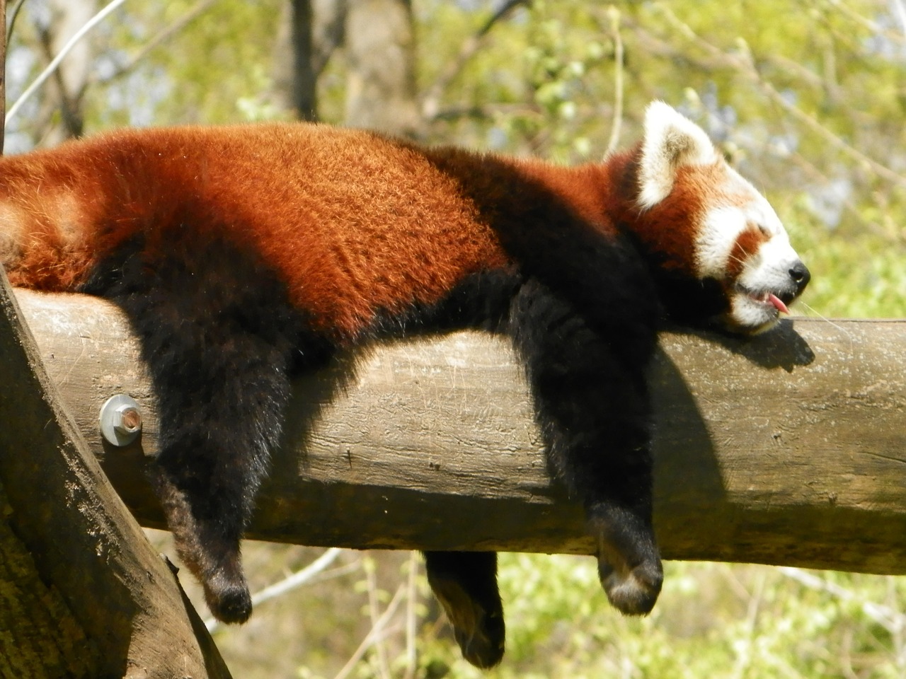 Raudonoji Panda, Panda, Gyvūnas, Zoologijos Sodas, Nemokamos Nuotraukos,  Nemokama Licenzija