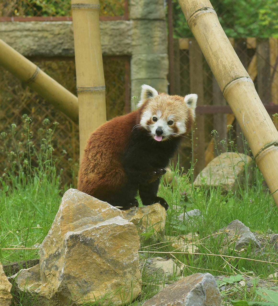 Raudonoji Panda, Raudona, Panda, Gyvūnų Pasaulis, Zoologijos Sodas, Žinduolis, Kailis, Gamta, Nemokamai, Mielas