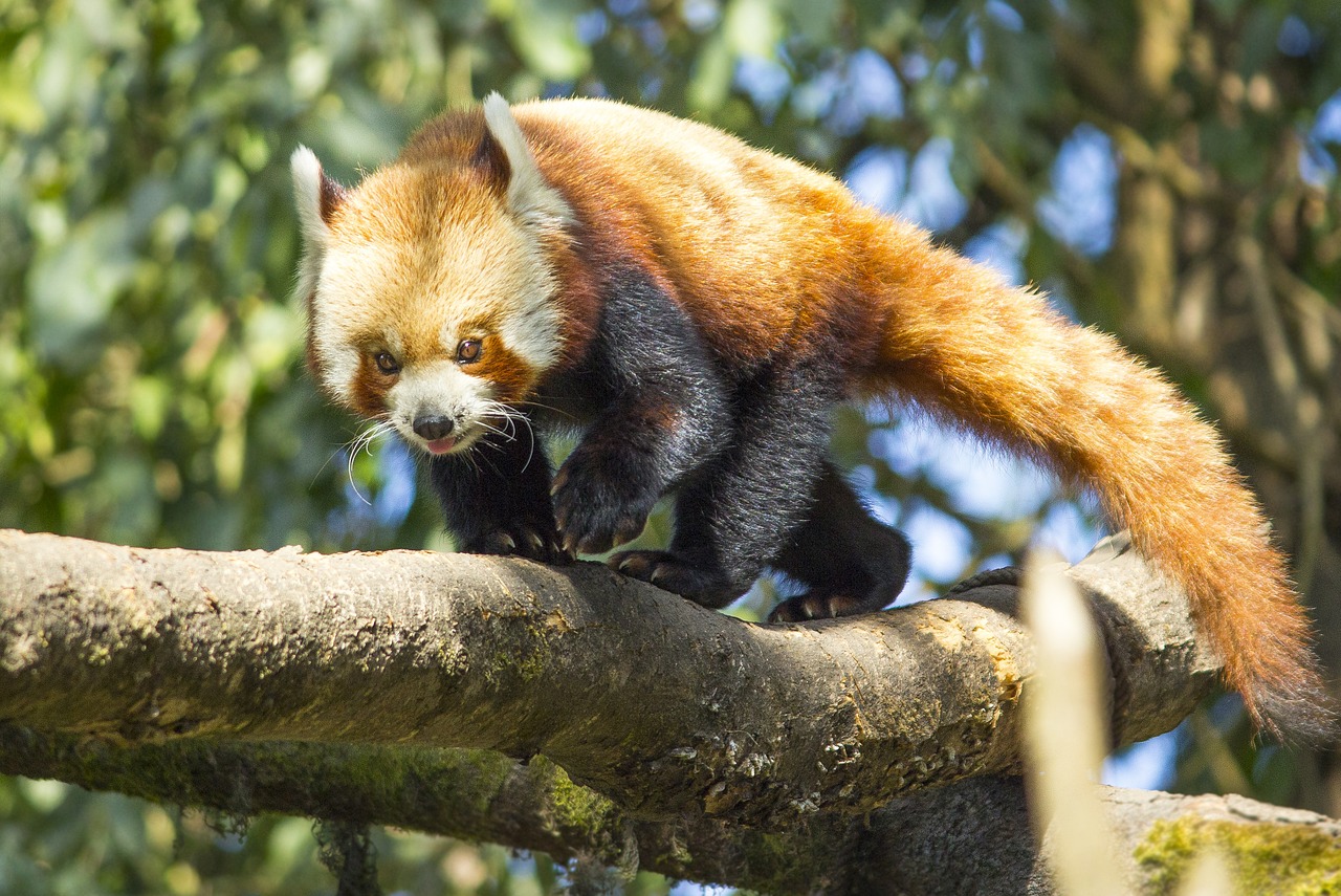 Raudonoji Panda, Laukiniai, Gamta, Gyvūnas, Nemokamos Nuotraukos,  Nemokama Licenzija