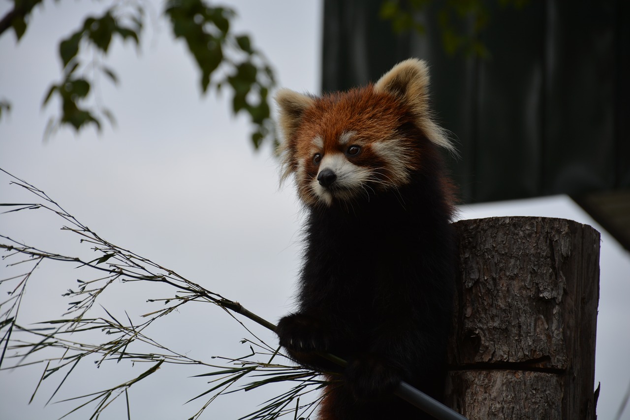 Raudonoji Panda, Japonija, Zoologijos Sodas, Asahikawa, Retas Gyvūnas, Nemokamos Nuotraukos,  Nemokama Licenzija