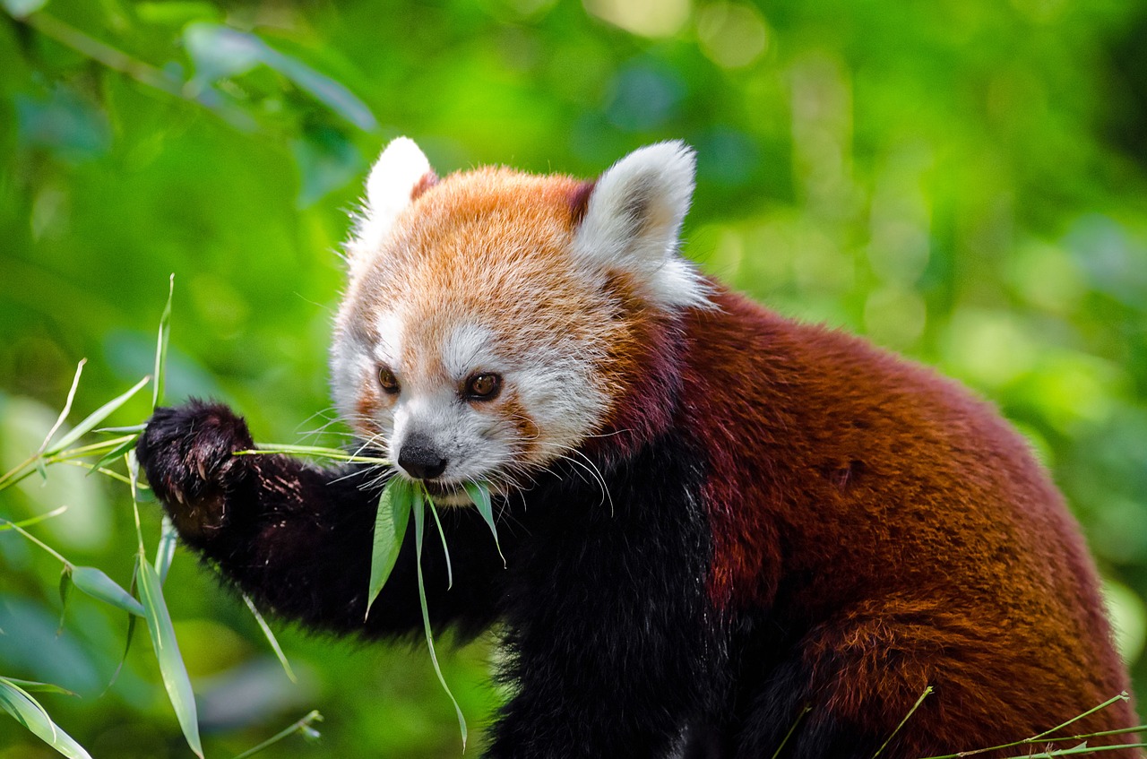 Raudonoji Panda, Gyvūnas, Panda, Laukiniai, Laukinė Gamta, Zoologijos Sodas, Gamta, Mielas, Žinduolis, Laukiniai Gyvūnai