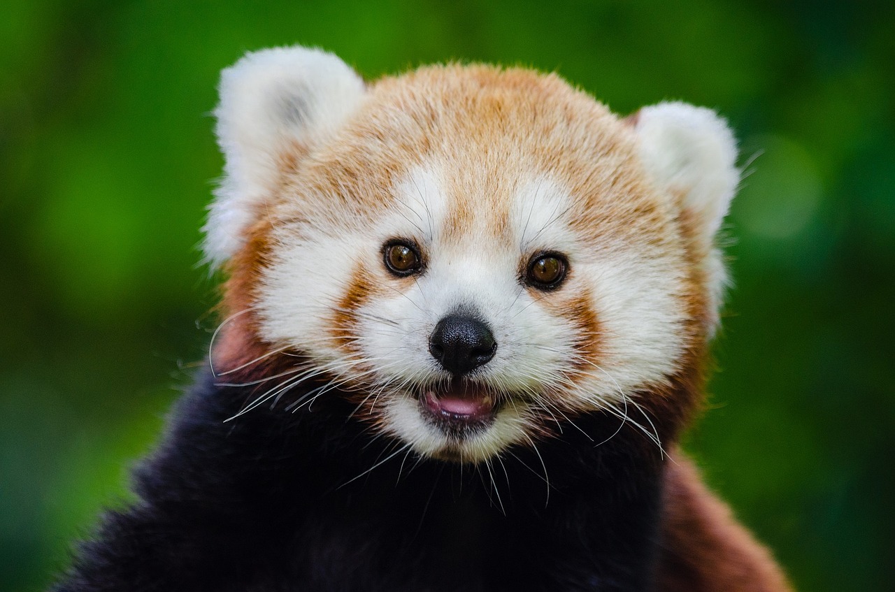 Raudonoji Panda, Mažesnis Pandas, Raudonasis Lokys-Katinas, Raudonasis Katės Karys, Arboreal, Mielas, Galva, Portretas, Žiūri, Atidus