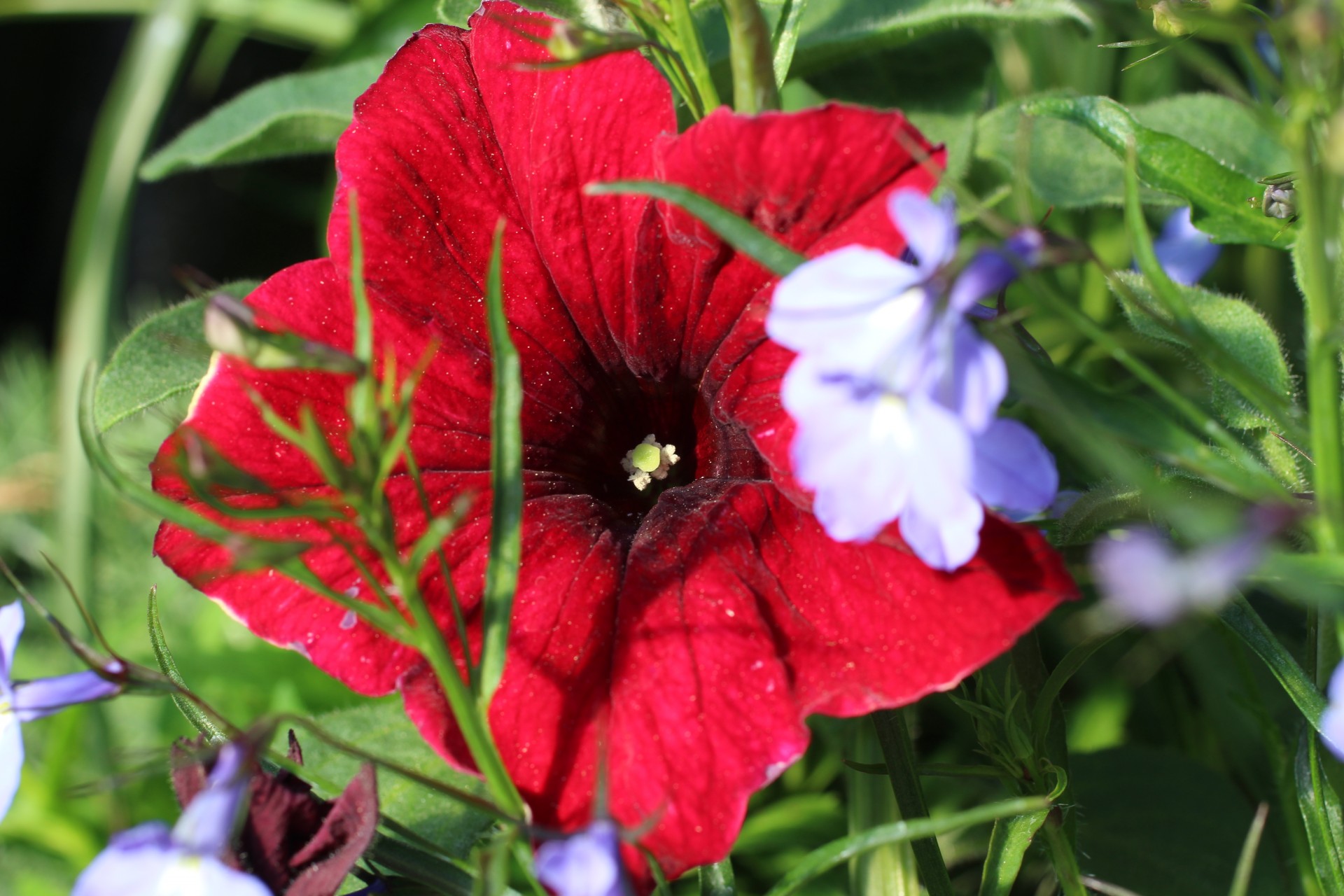 Raudona,  Pansy,  Gėlė,  Raudona Ponia Gėlė, Nemokamos Nuotraukos,  Nemokama Licenzija