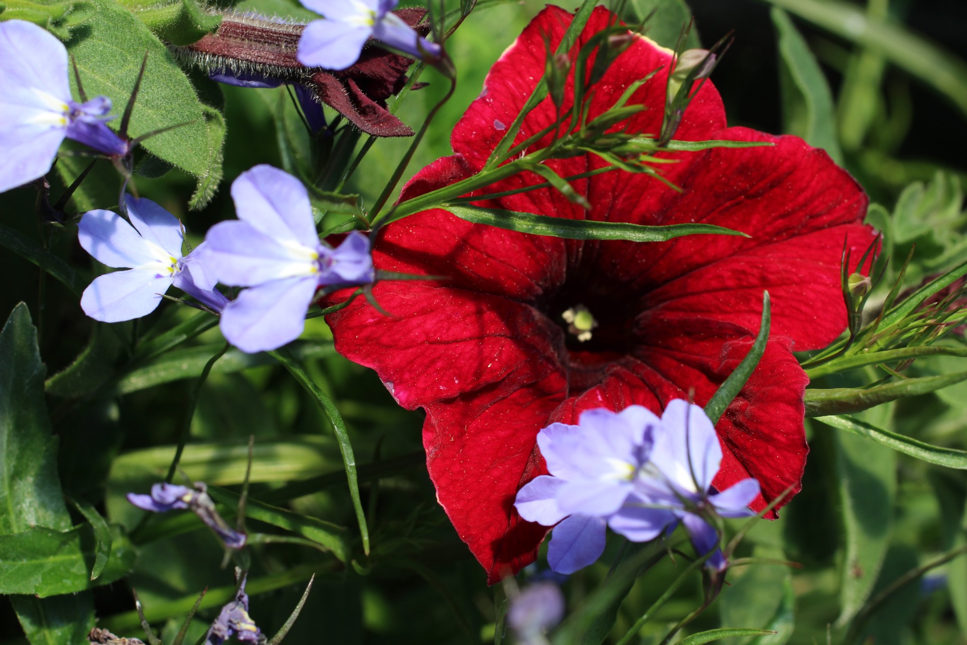 Raudona,  Pansy,  Gėlė,  Raudona Ponia Gėlė, Nemokamos Nuotraukos,  Nemokama Licenzija