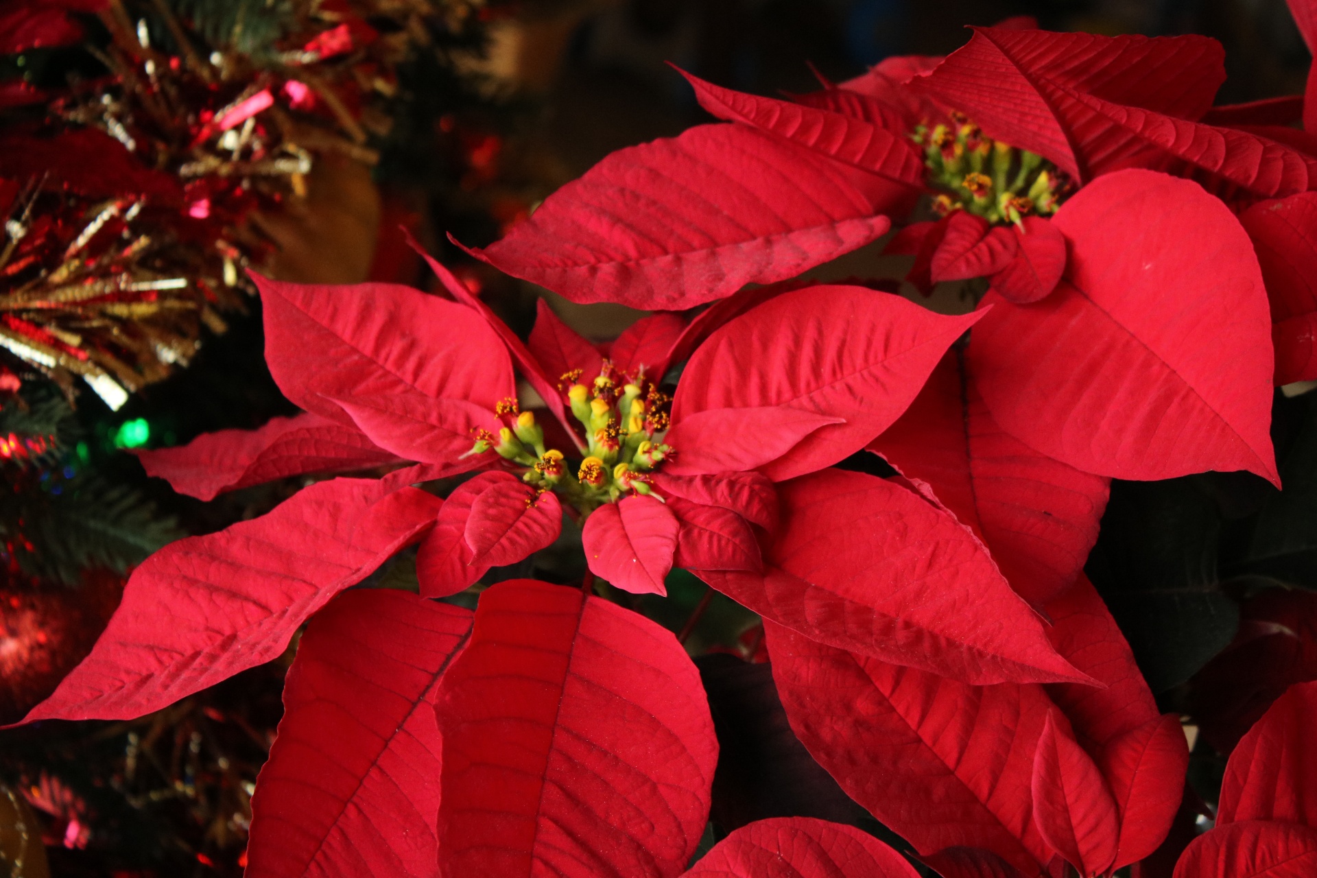 Gamta,  Augalai,  Gėlės,  Raudona & Nbsp,  Gėlė,  Poinsettia,  Raudona & Nbsp,  Poinsettia,  Kalėdos & Nbsp,  Gėlė