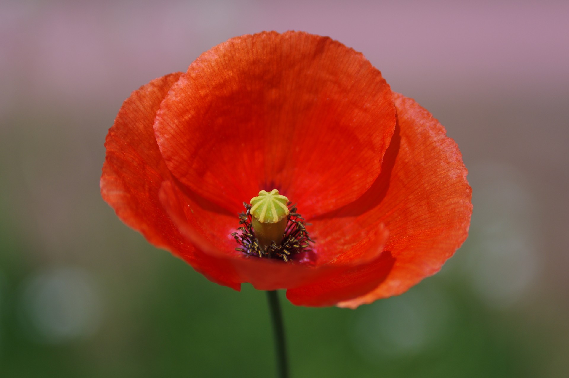 Raudona,  Aguona,  Papaver,  Raudona Aguona, Nemokamos Nuotraukos,  Nemokama Licenzija