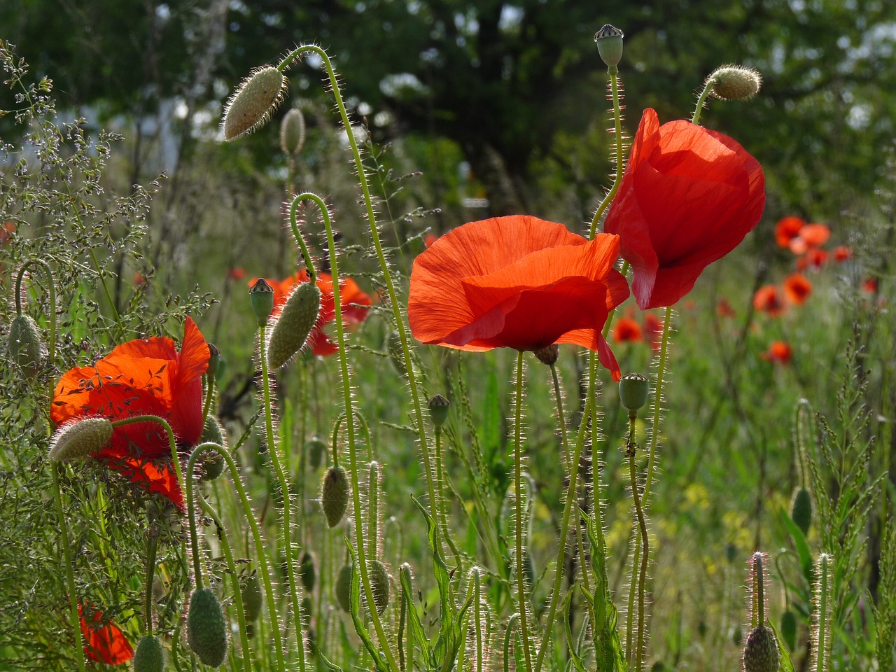 Raudona Aguona, Gamta, Aguona, Žiedas, Žydėti, Laukas Aguonos, Klatschmohn, Laukas, Laukinis Augalas, Augalas