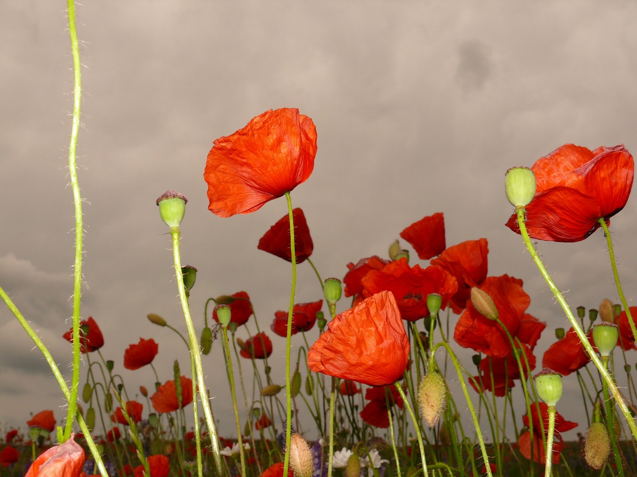 Raudona Aguona, Klatschmohn, Pieva, Laukinės Gėlės, Laukas Aguonos, Aštraus Gėlė, Kraštovaizdis, Vasaros Pieva, Gėlės, Aguona