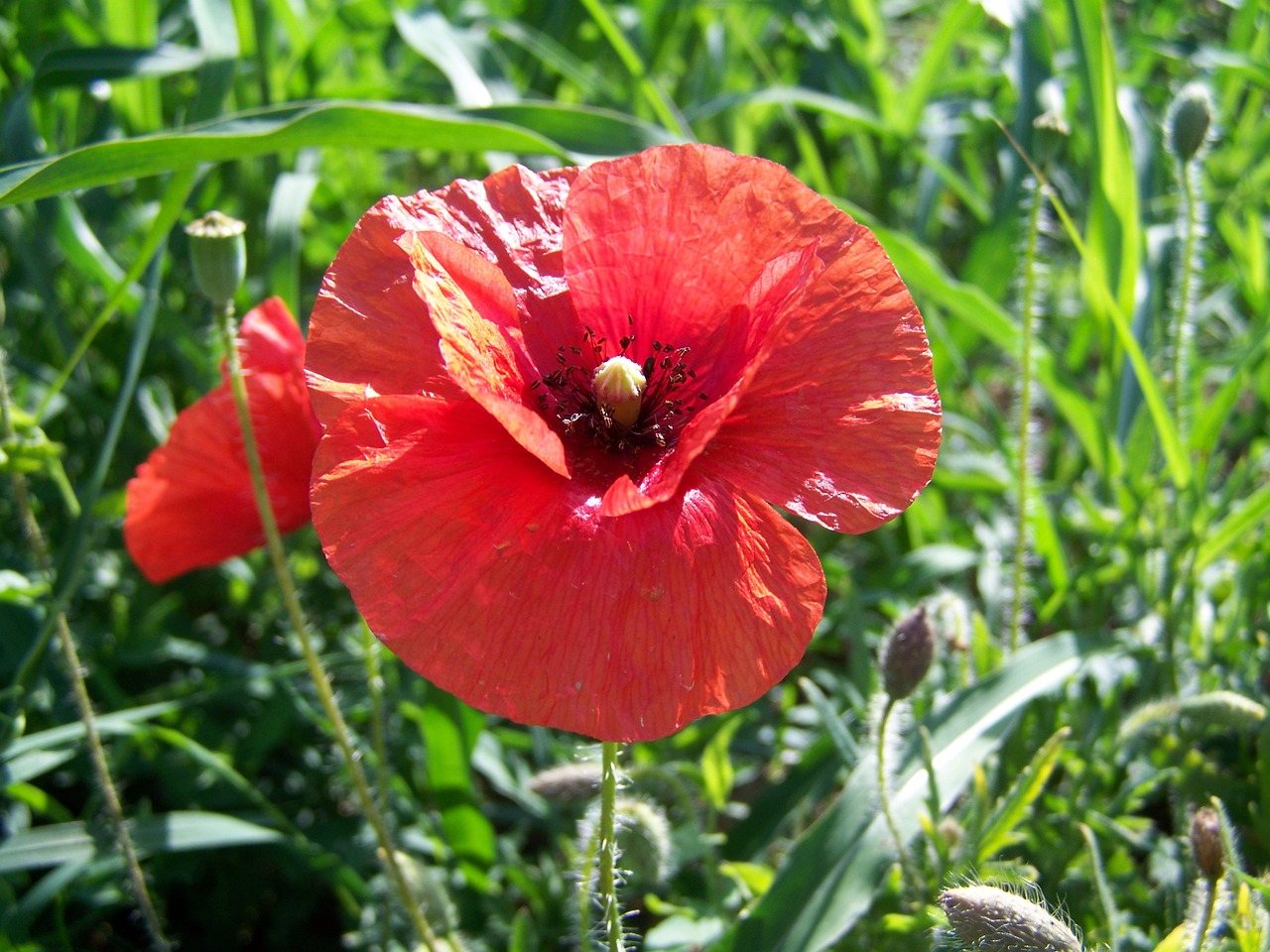 Raudona Aguonos,  Meadow Gėlės,  Vasaros Augalai, Nemokamos Nuotraukos,  Nemokama Licenzija