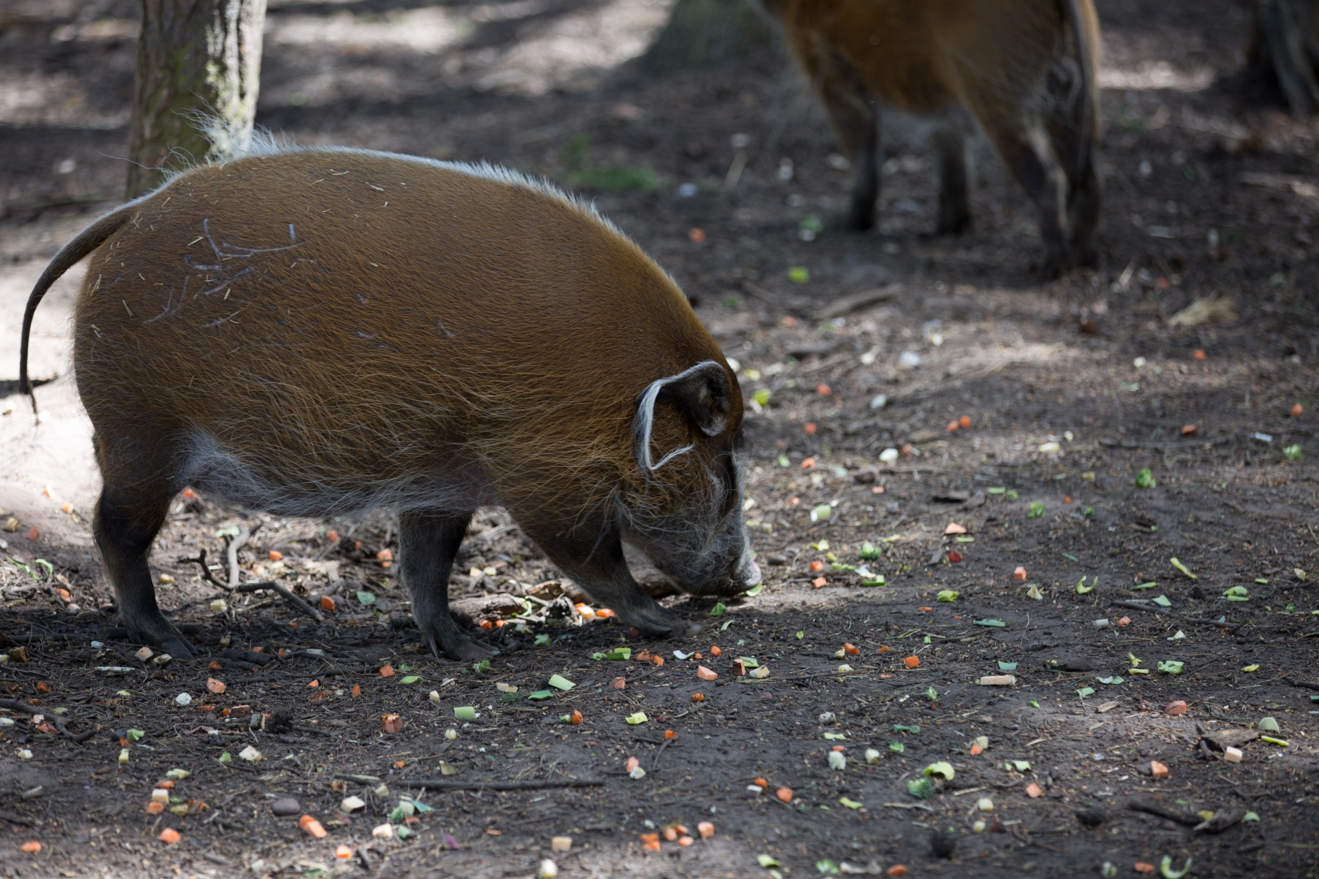 Šernas,  Raudona,  Krūmas,  Upė,  Kiaulė,  Potamochoerus,  Porcus,  Parkas,  Žinduolis,  Veidas