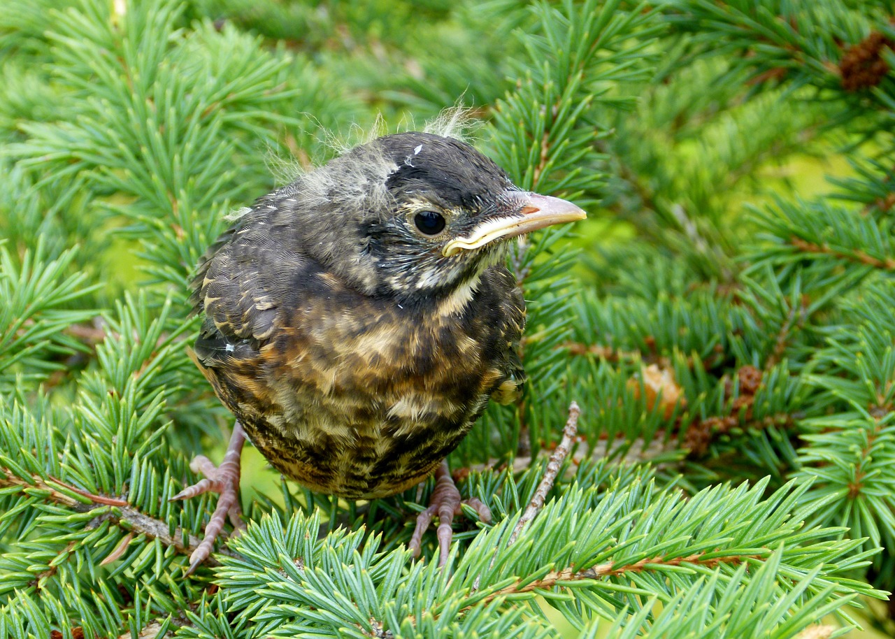 Raudona Robin, Paukštis, Plunksnos, Gamta, Laukinė Gamta, Gyvūnas, Jaunas, Burbulas, Biddy, Nemokamos Nuotraukos