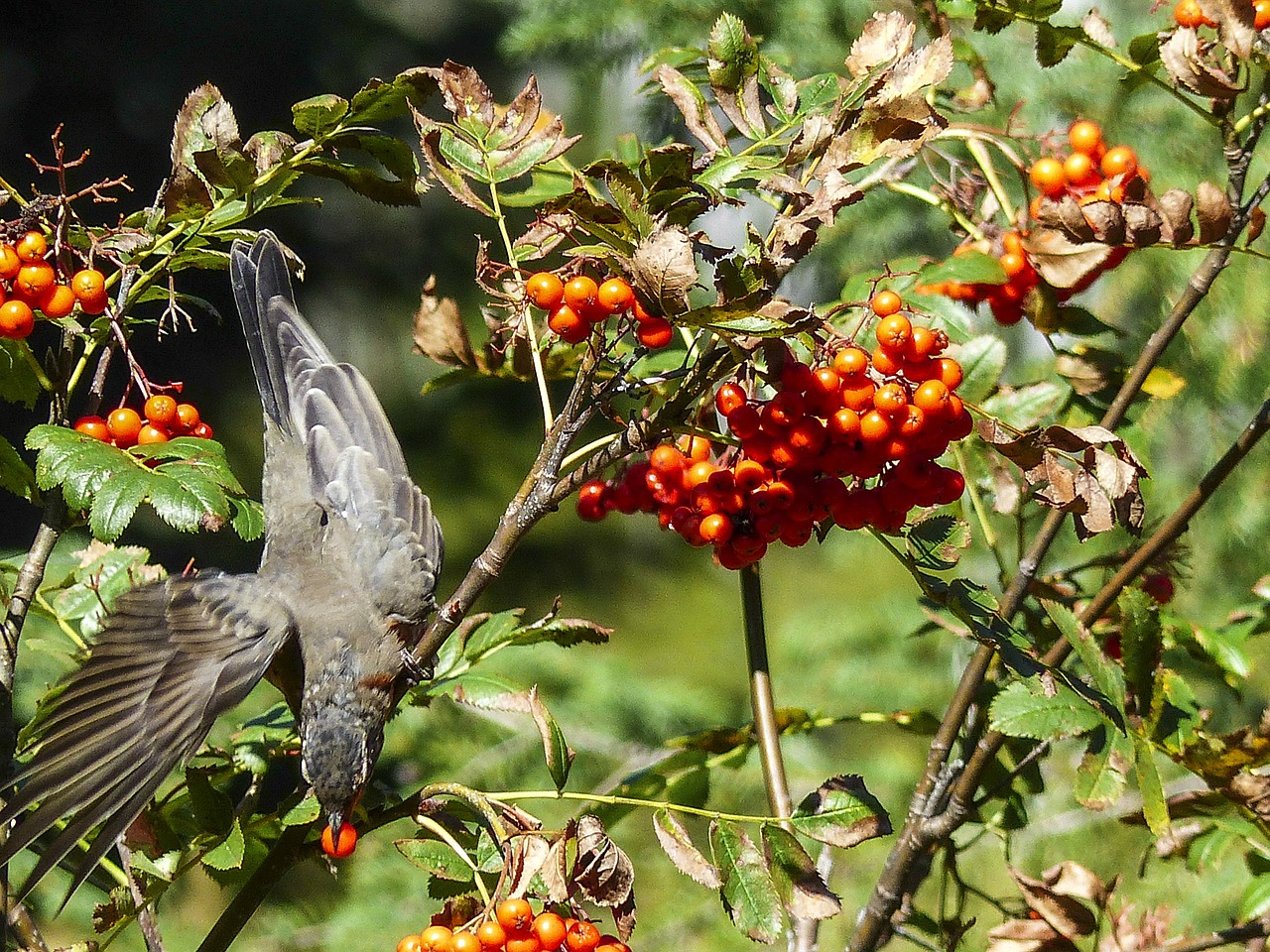 Raudona Robin, Paukštis, Plunksnos, Gyvūnas, Laukinis Gyvenimas, Gaudyti, Stručių Uogos, Medis, Gamta, Turdus Migratorius