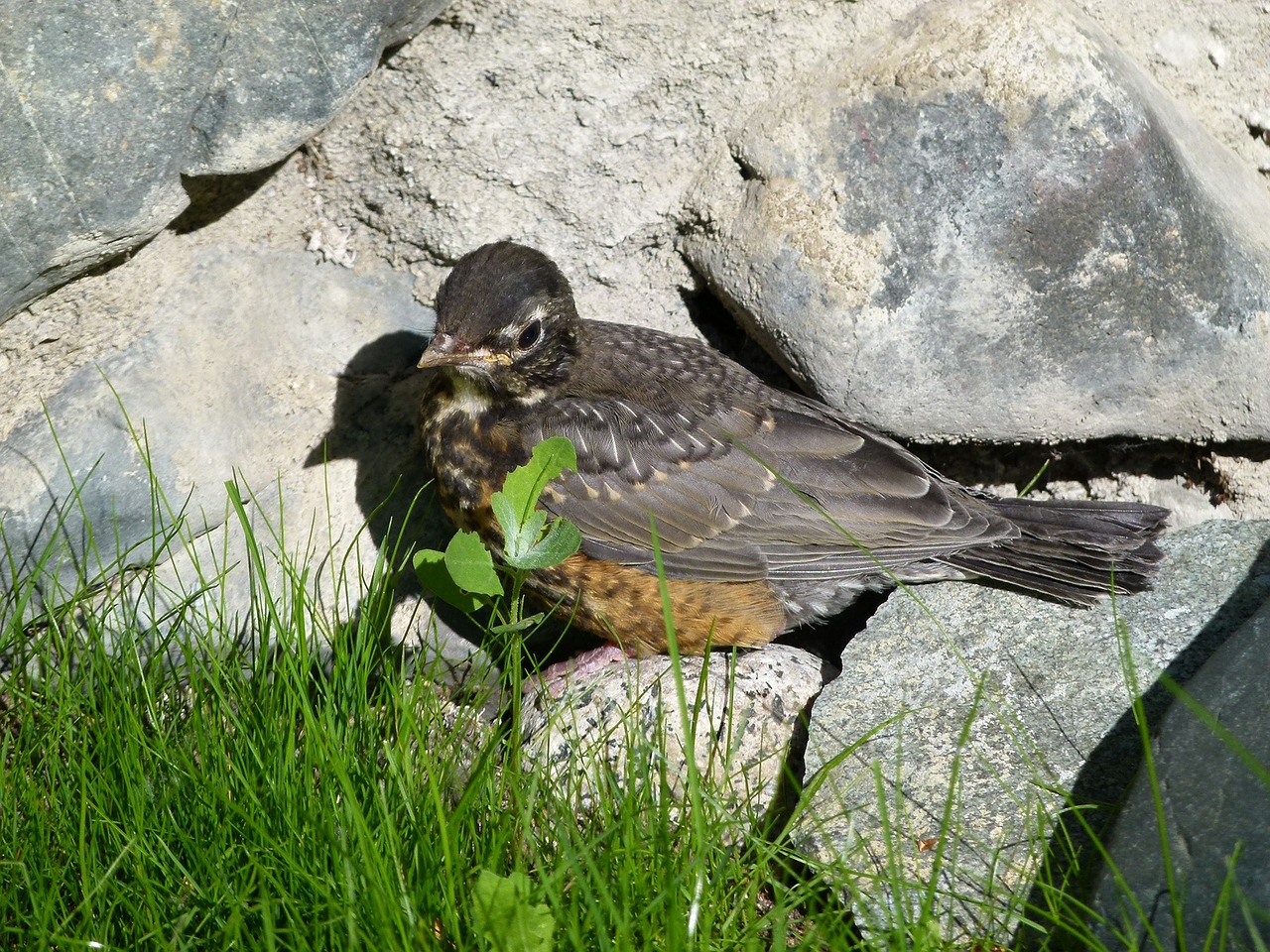 Raudona Robin, Paukštis, Paukštis, Raudona Juosta, Plunksnos, Gyvūnas, Gamta, Giesmininkas, Laukinė Gamta, Nemokamos Nuotraukos