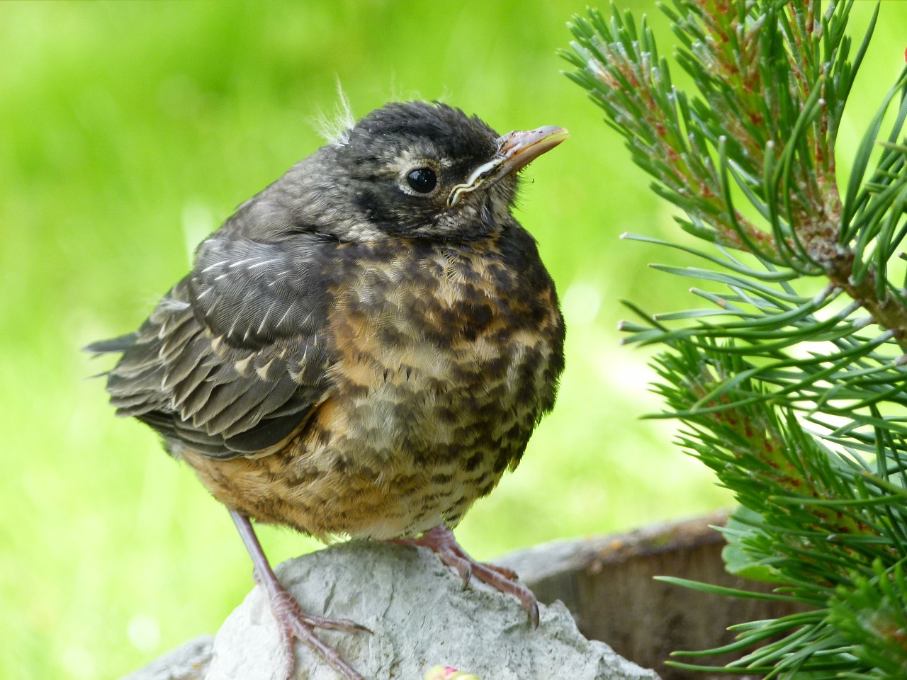 Raudona Robin, Viščiukas, Paukštis, Gamta, Gyvūnas, Jaunas, Plunksnos, Nemokamos Nuotraukos,  Nemokama Licenzija