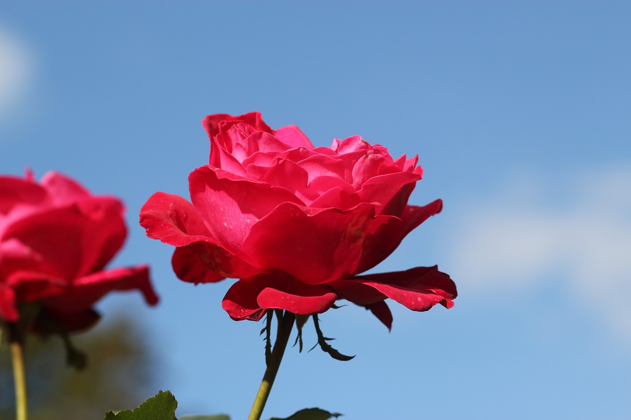 Raudona Roze, Gamta, Žiedas, Gėlė, Rožė, Raudona, Meilė, Romantika, Dovanos, Gėlių