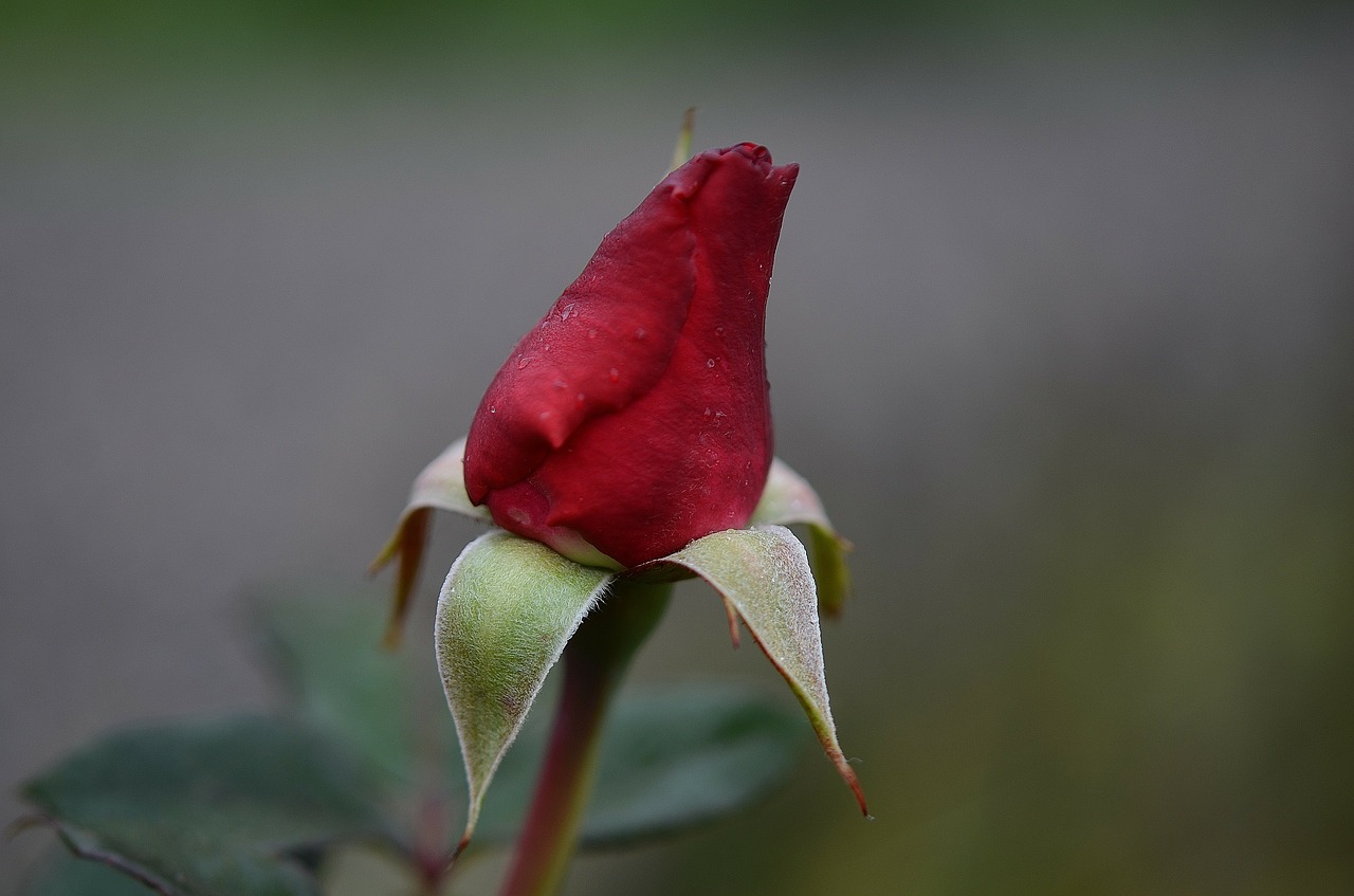 Raudona Roze, Rožės, Lapai, Gamta, Sodas, Makro, Išsamiai, Augalai, Gražus, Augalas