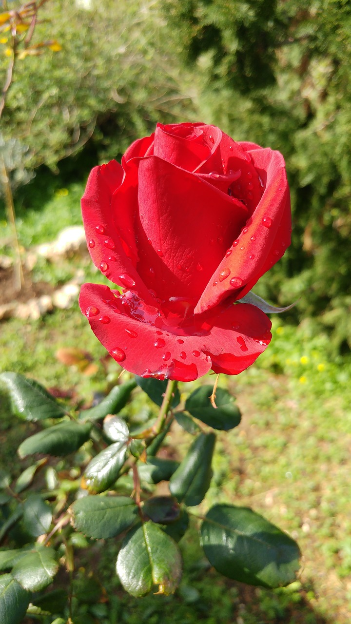 Raudona Roze, Rosa, Gėlė, Augalas, Budas, Žiedlapiai, Lietus, Lašai, Šlapias, Nemokamos Nuotraukos