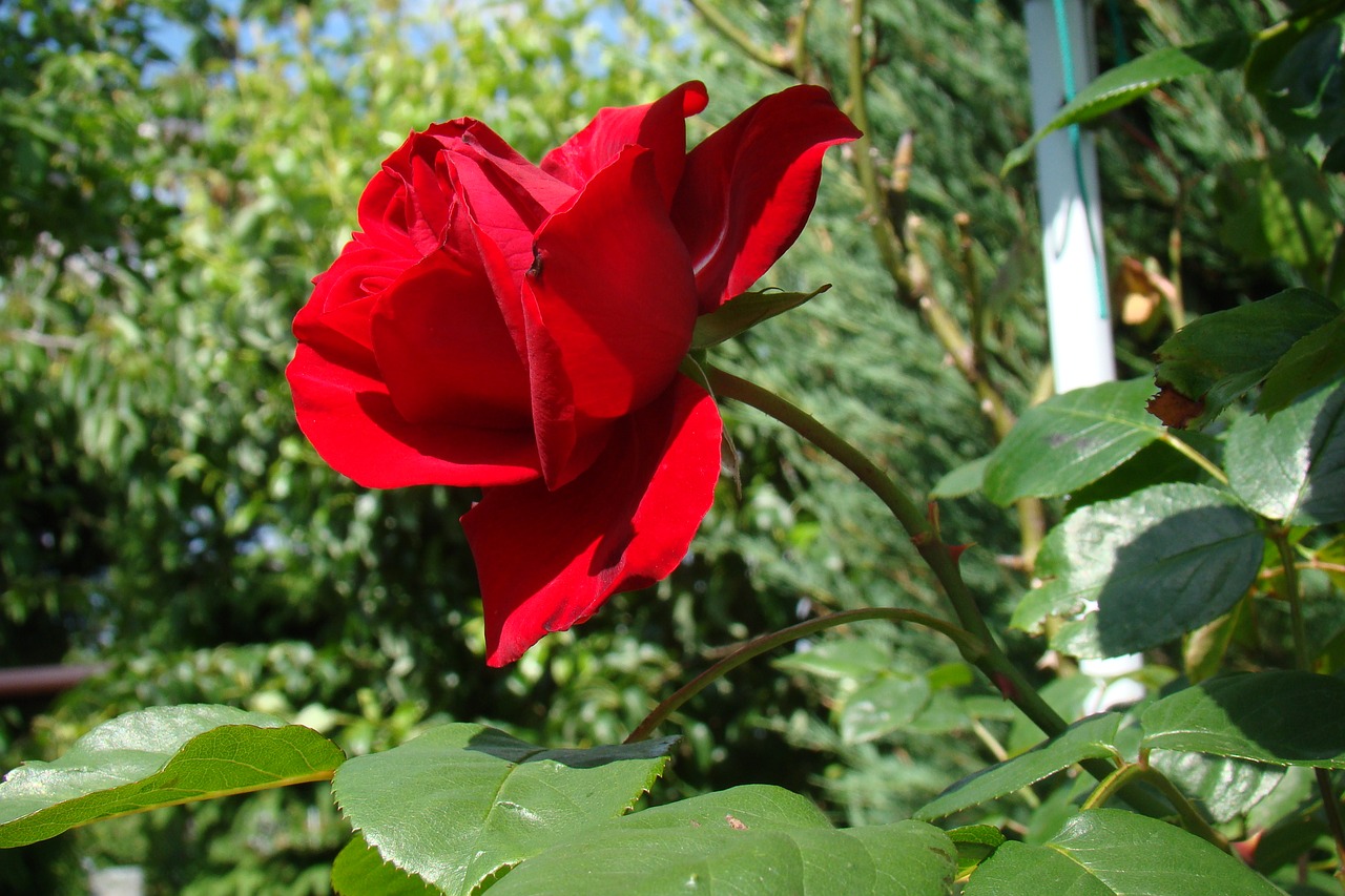 Raudona Roze, Rožė, Siužetas, Gėlės, Šventė, Žalias, Vasara, Sodas, Nemokamos Nuotraukos,  Nemokama Licenzija