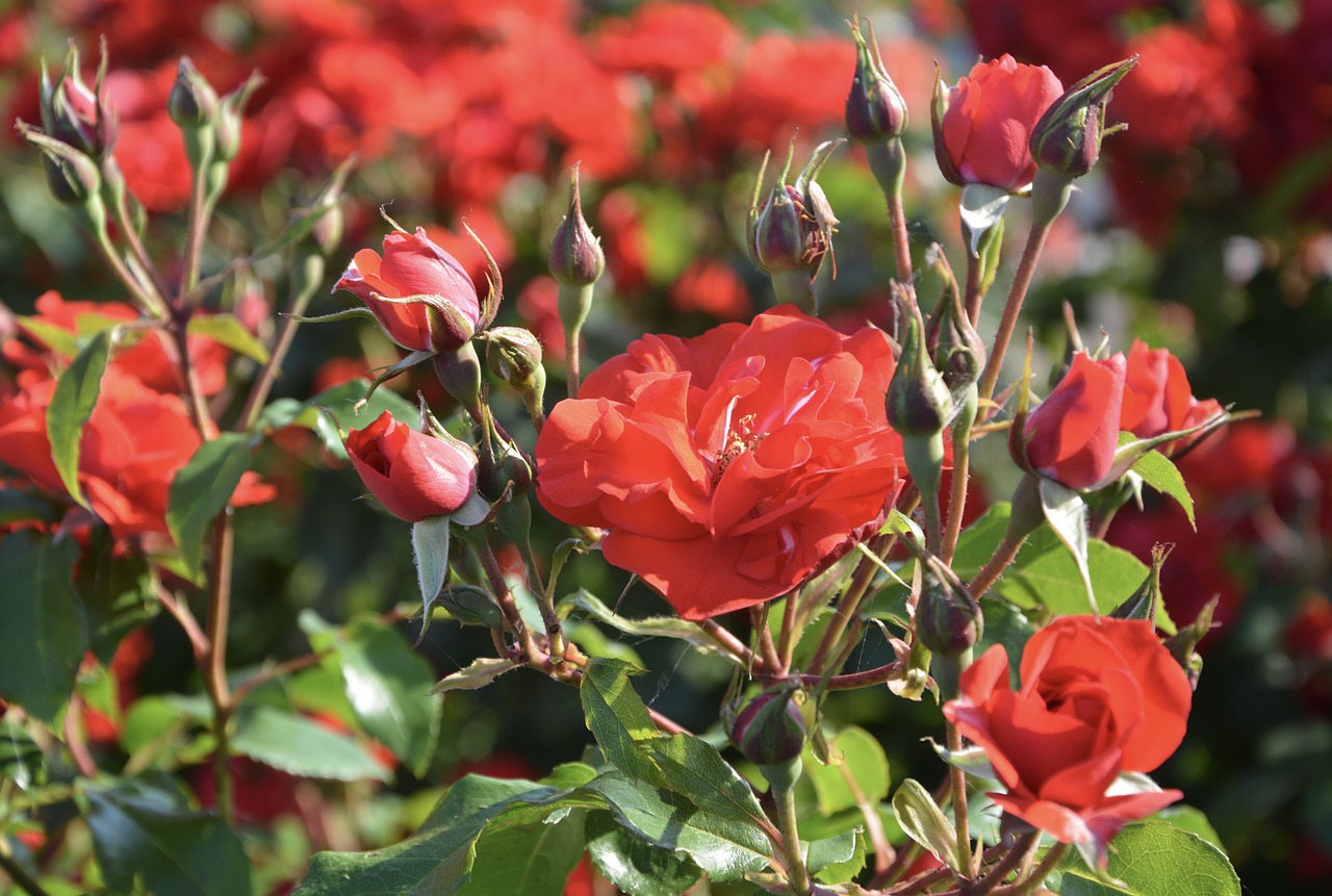 Raudona Roze, Rožių Gėlių, Rožių Krūmas, Gėlė, Žiedlapiai, Sodas, Pavasaris, Erškėčių, Gamta, Masyvas