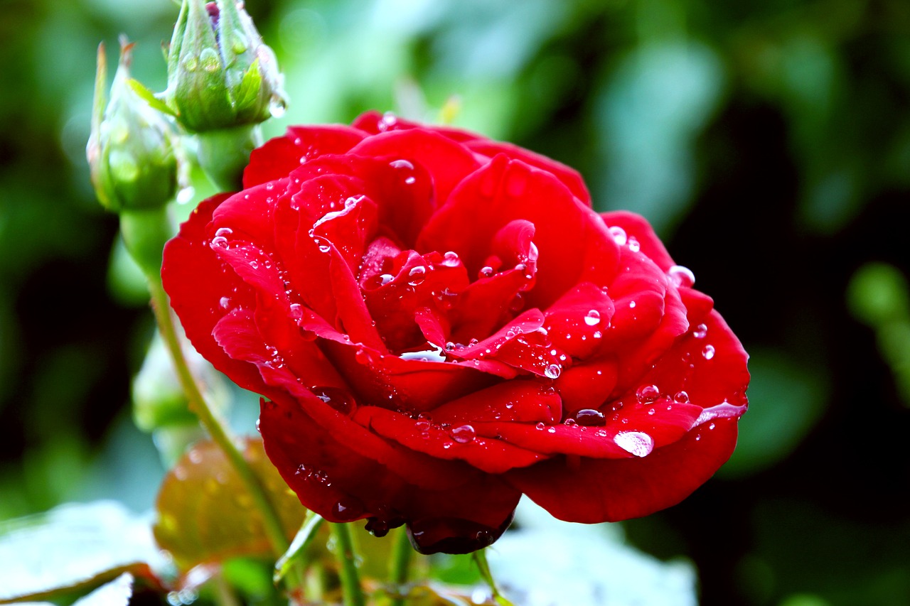Raudona Roze, Gėlė, Rožė, Raudona, Meilė, Romantika, Romantiškas, Gamta, Valentine, Gėlių