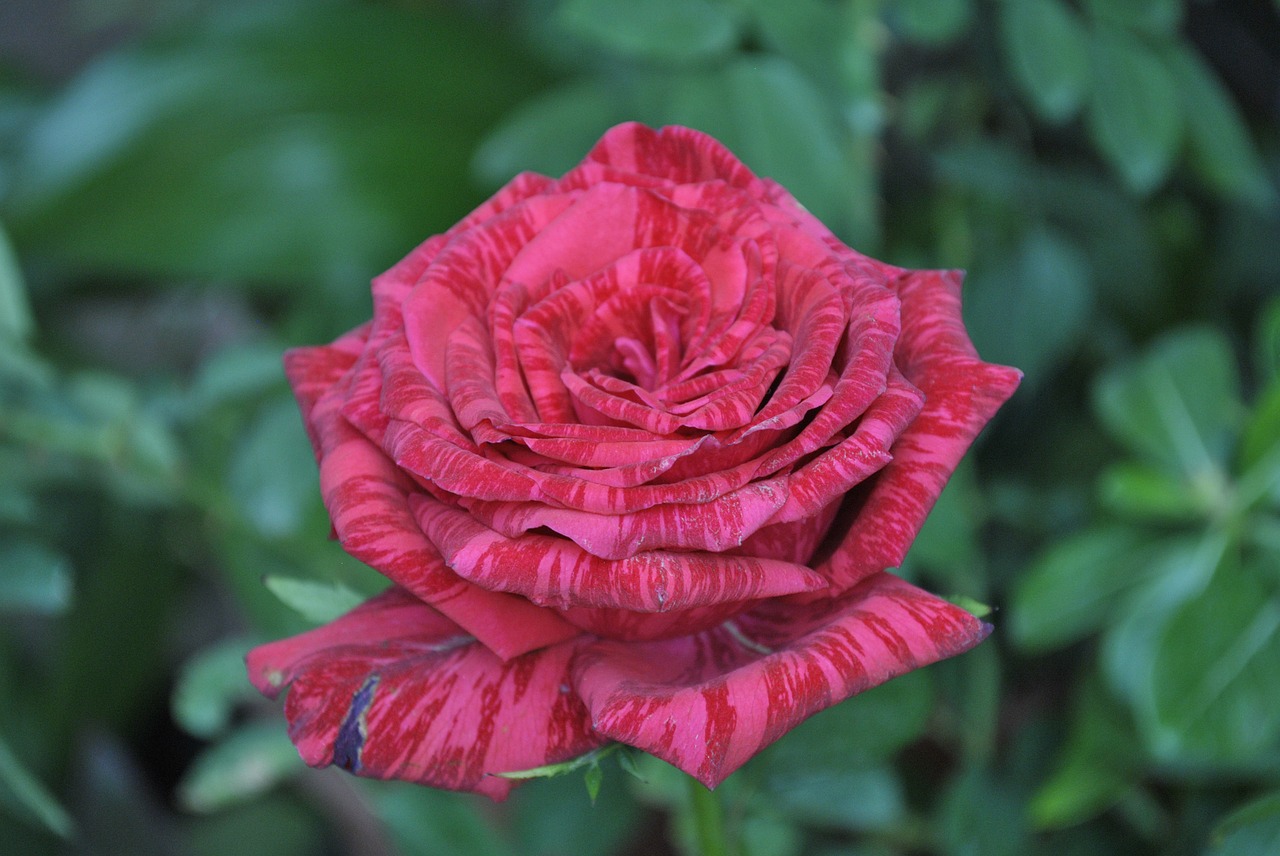 Raudona Roze, Flora, Gėlė, Nemokamos Nuotraukos,  Nemokama Licenzija