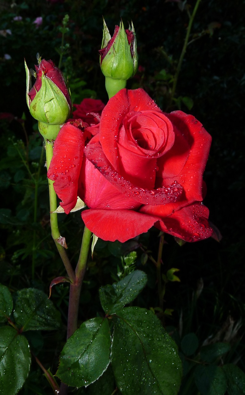 Raudona Roze, Romantiškas, Gėlė, Lietaus Lašai, Nemokamos Nuotraukos,  Nemokama Licenzija