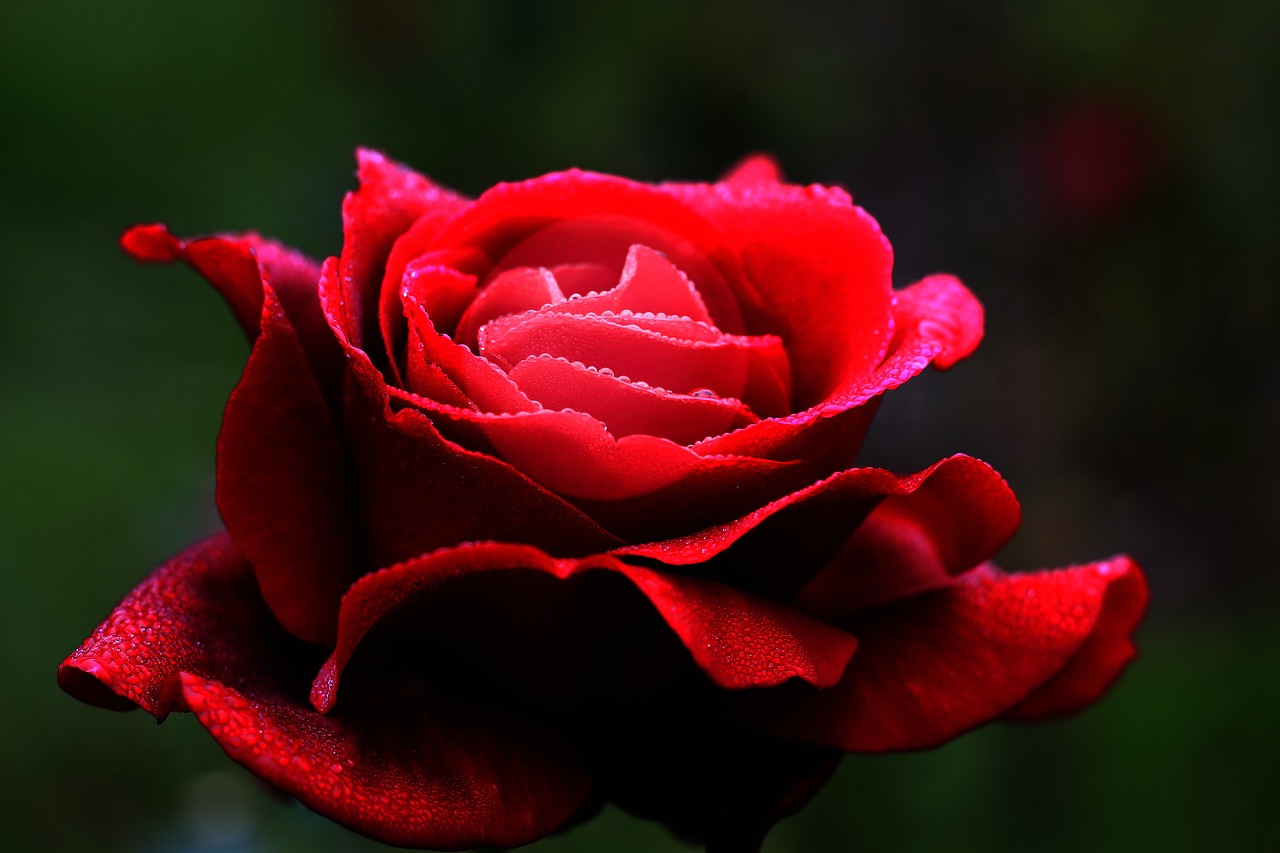 Raudona Roze, Gėlė, Meilė, Širdis, Žiedlapiai, Romantiškas, Romantika, Valentino Diena, Vestuvės, Ilgesys