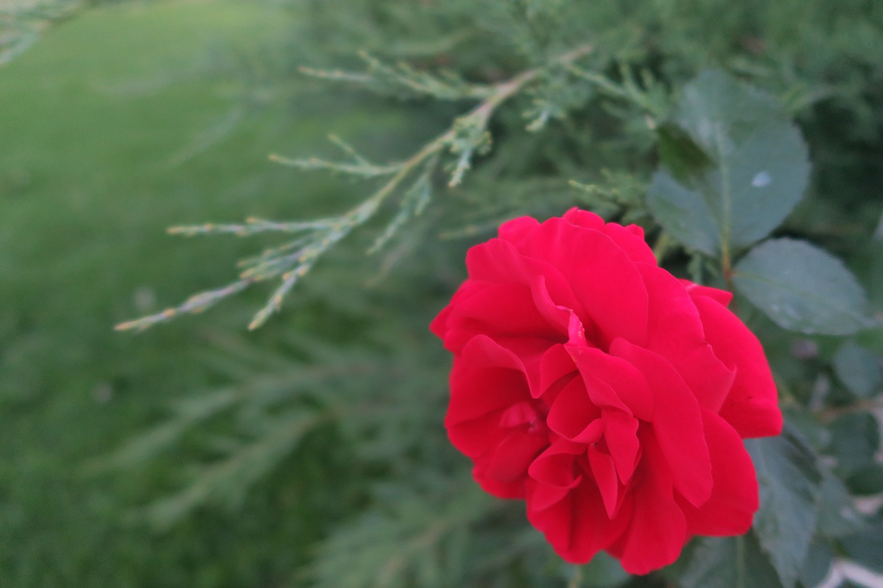 Raudona Roze,  Išaugo,  Pobūdį,  Gėlė,  Lapai,  Augalų,  Vasara,  Žolė, Nemokamos Nuotraukos,  Nemokama Licenzija