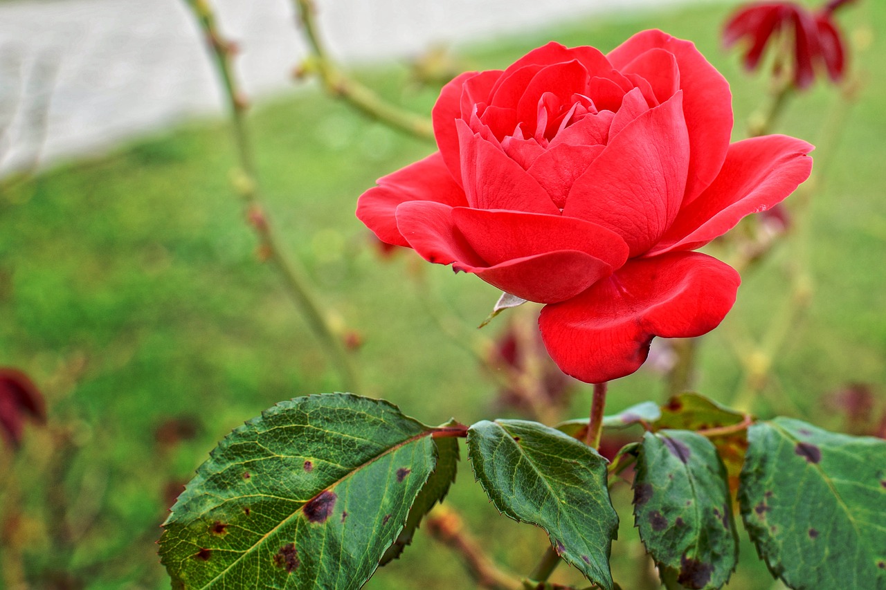 Raudona Roze, Rožė, Žiedas, Žydėti, Raudona, Išaugo Žydėti, Gėlė, Erškėčių, Sodo Rožė, Simbolis