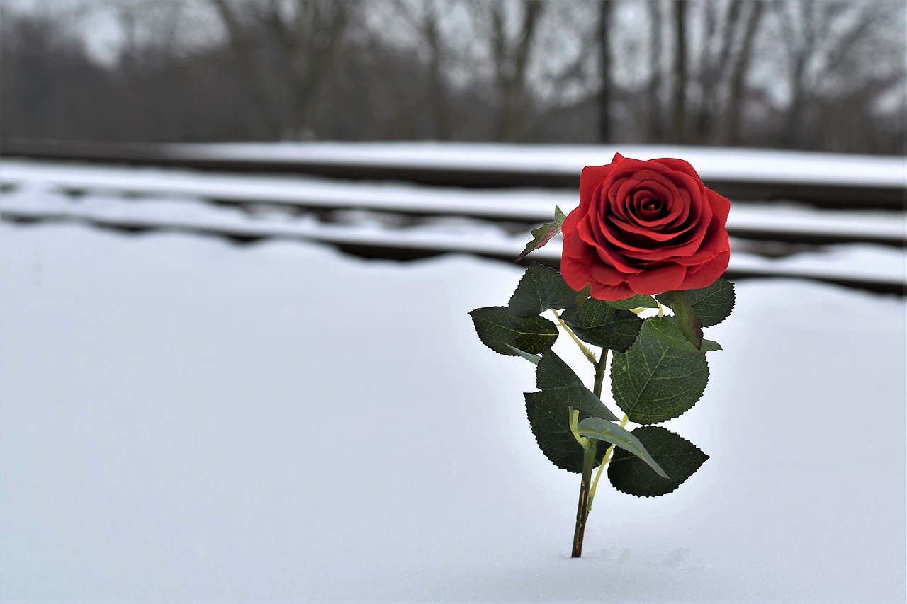 Raudona Rožė Sniege,  Meilės Simbolis,  Geležinkelis,  Prarasta Meilė,  Prisiminti Visas Aukas,  Apie Savižudybę Geležinkelyje,  Žiema,  Sušaldyta,  Gamta,  Medis