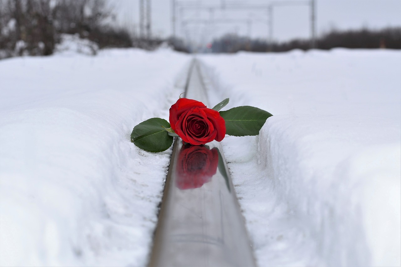 Raudona Rožė Sniege,  Meilės Simbolis,  Prarasta Meilė,  Geležinkelis,  Žiema,  Snieguotas,  Romantiškas,  Šaltas,  Šaltis,  Lauke