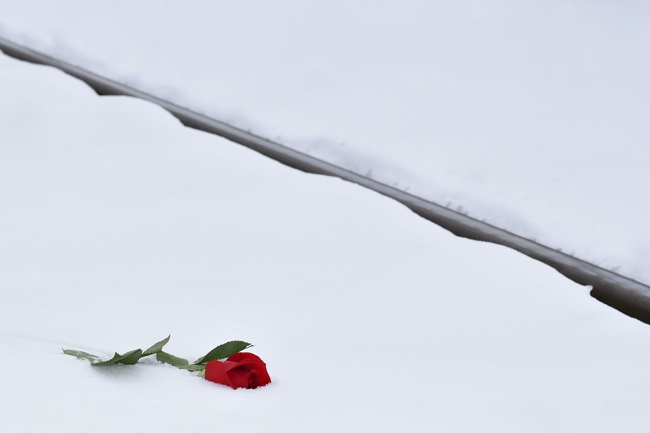 Raudona Rožė Sniege,  Meilės Simbolis,  Geležinkelis,  Prarasta Meilė,  Žiema,  Snieguotas,  Romantiškas,  Šaltas,  Šaltis,  Lauke