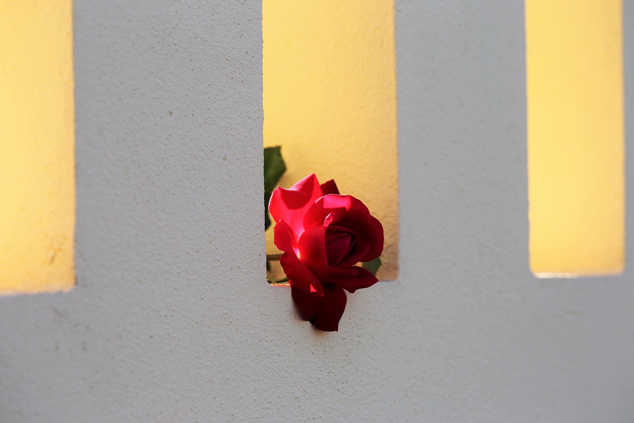 Raudona Rožė Ant Tvoros Lango, Meilės Simbolis, Apšvietimas, Šviežias, Gėlė, Tradicinis, Nemokamos Nuotraukos,  Nemokama Licenzija