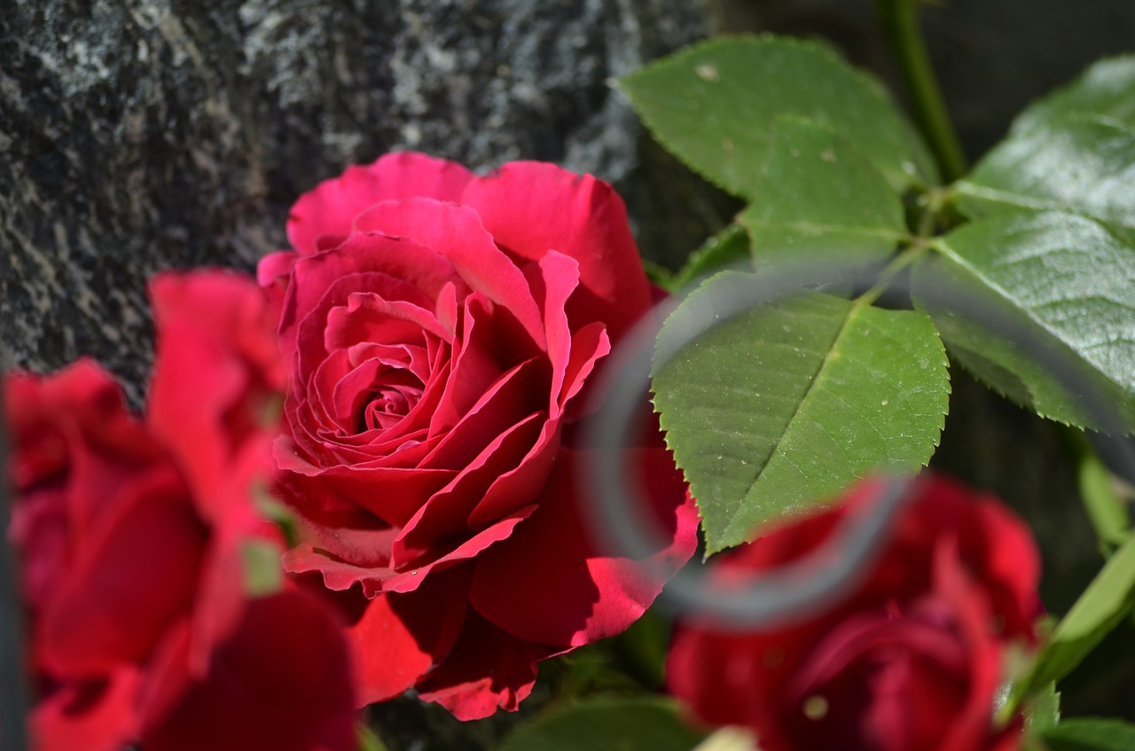 Raudonos Rožės, Rožės, Gėlės, Gamta, Nemokamos Nuotraukos,  Nemokama Licenzija