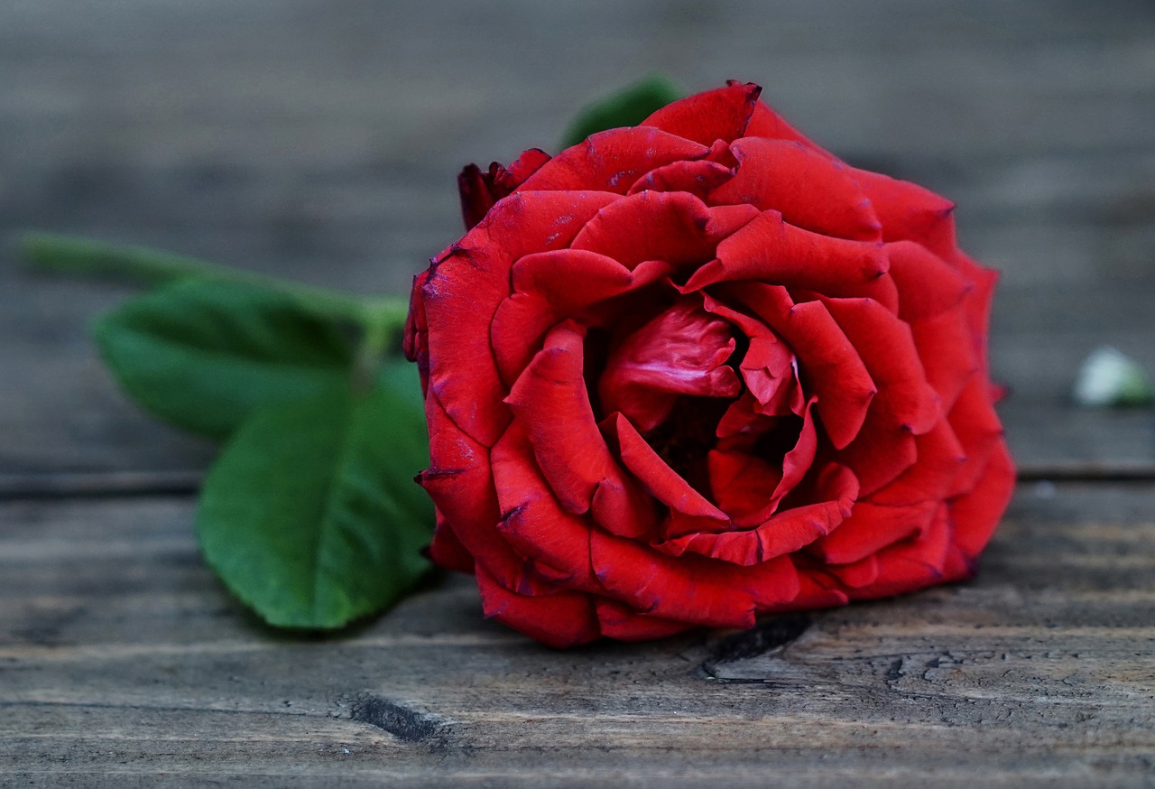Raudonos Rožės, Gėlė, Meilė, Romantika, Nemokamos Nuotraukos,  Nemokama Licenzija