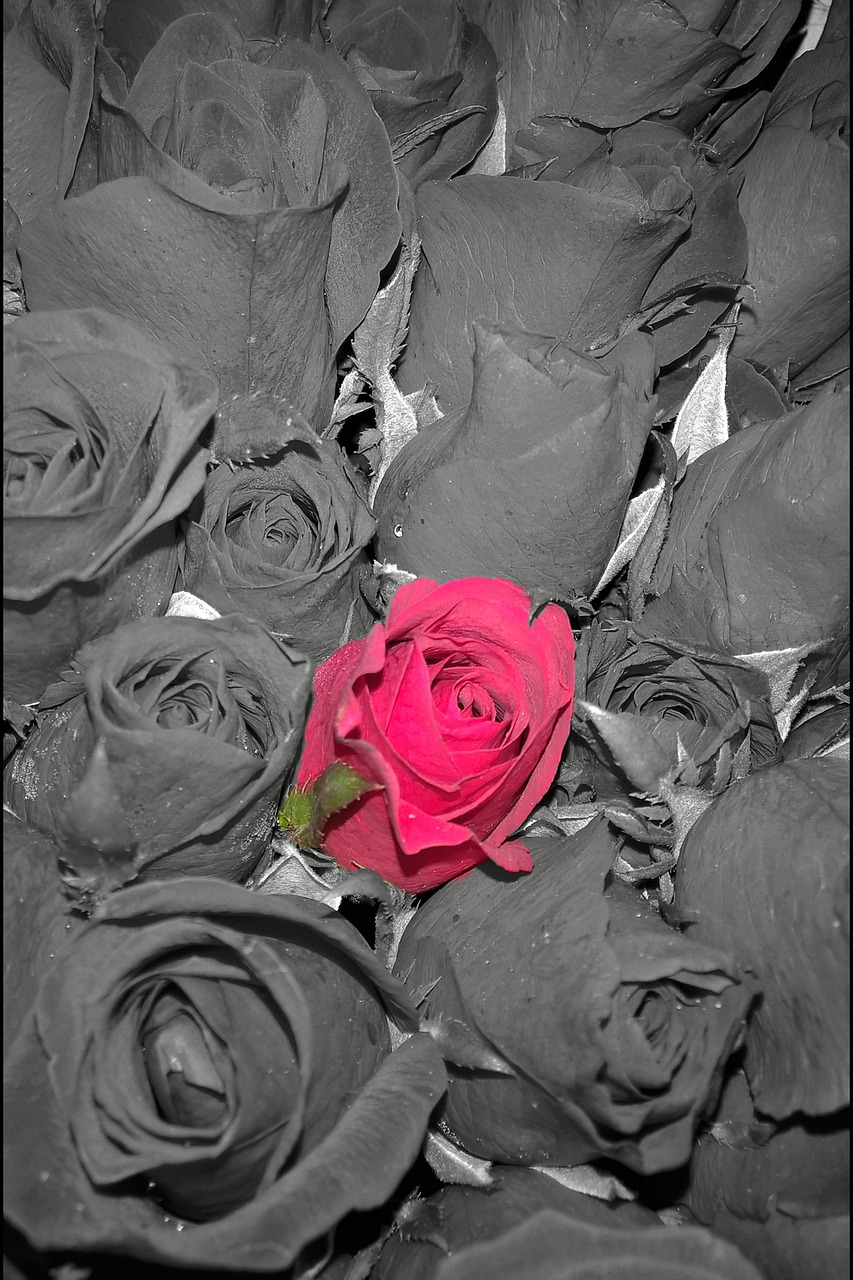 Raudonos Rožės, Vienas, Skirtumas, Nemokamos Nuotraukos,  Nemokama Licenzija