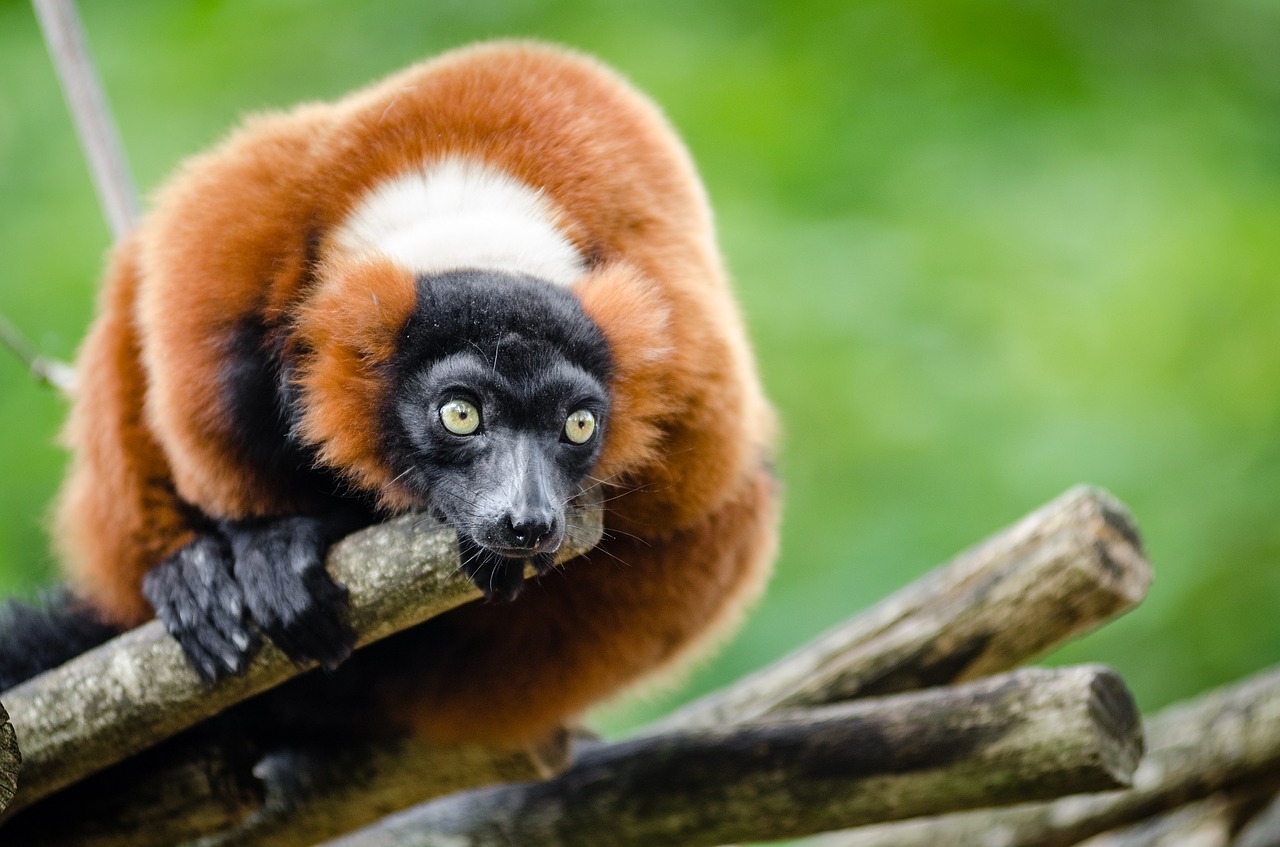 Raudonas Rausvas Lemūras, Laukinė Gamta, Madagaskaras, Gamta, Portretas, Sustingęs, Žiūri, Egzotiškas, Atogrąžų Miškai, Primatas