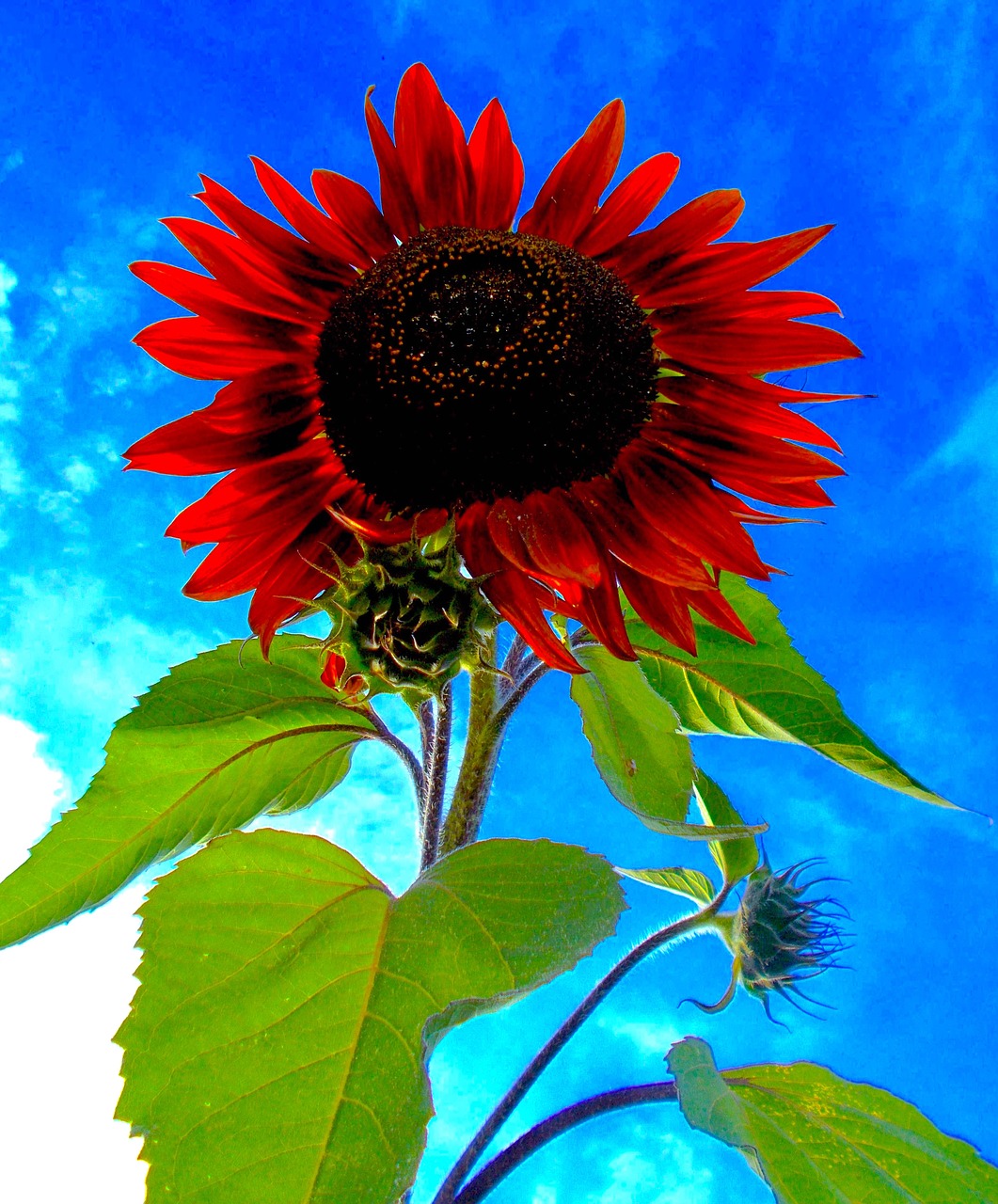 Raudona Saulėgrąža, Helianthus Red Annus Prado, Raudona, Saulės Gėlė, Violetinė, Moulin Rouge, Juodoji Magija, Šviesus, Vasaros Gėlė, Žiedas