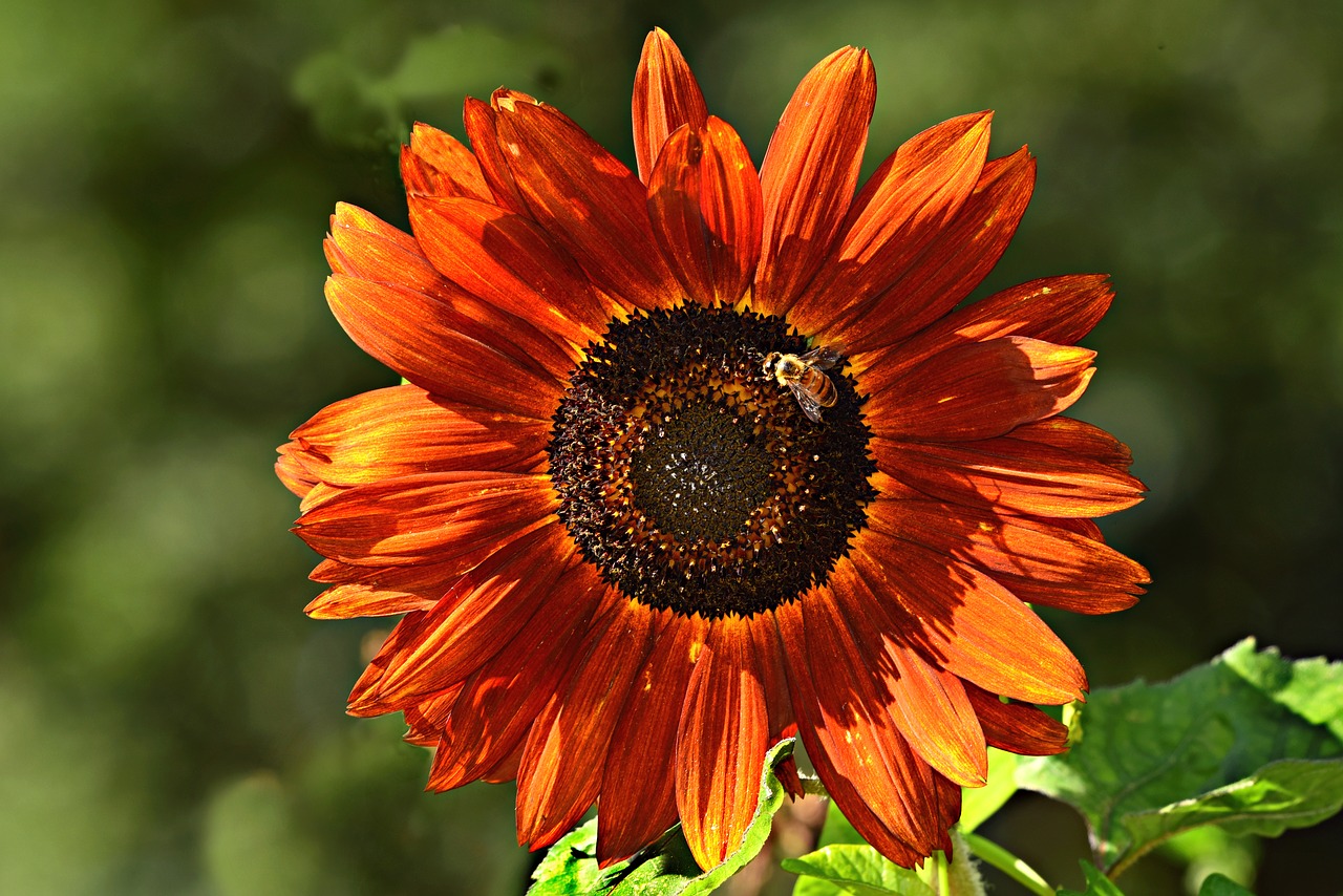 Raudona Saulėgrąžų,  Augalų,  Žiedlapiai,  Helianthus,  Bičių,  Vabzdys,  Šėrimo,  Medus,  Nektaras, Nemokamos Nuotraukos