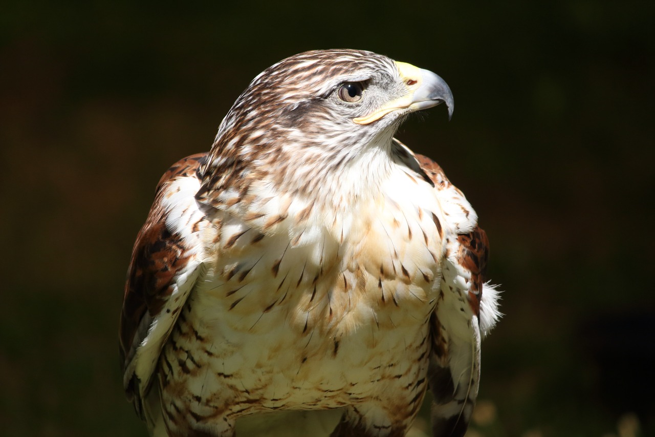 Raudonaičiai, Vanagas, Paukštis, Raptoras, Sustingęs, Stovintis, Plėšrūnas, Didingas, Gamta, Laukinė Gamta