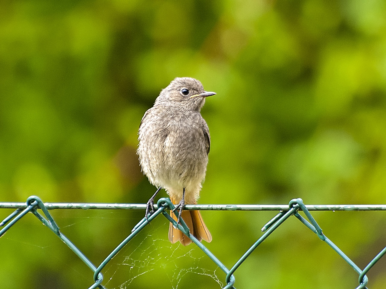 Raudona Uodega, Juoda Raudona, Giesmininkas, Sodo Paukštis, Paukštis, Gamta, Gyvūnas, Nemokamos Nuotraukos,  Nemokama Licenzija