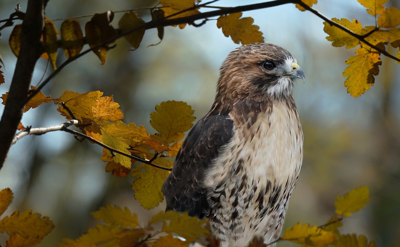 Raudona Sigmos Vanagas,  Hawk,  Pobūdį,  Raptor,  Paukščiai, Nemokamos Nuotraukos,  Nemokama Licenzija