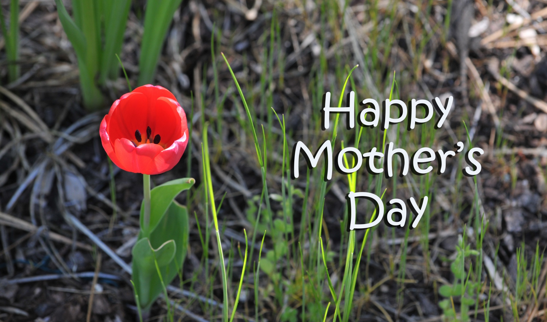 Motinos Dienos & Nbsp,  Tulpė,  Raudona,  Gėlė,  Gėlės,  Gėlių,  Laiminga & Nbsp,  Motinos & Nbsp,  Diena,  E-Kortelė