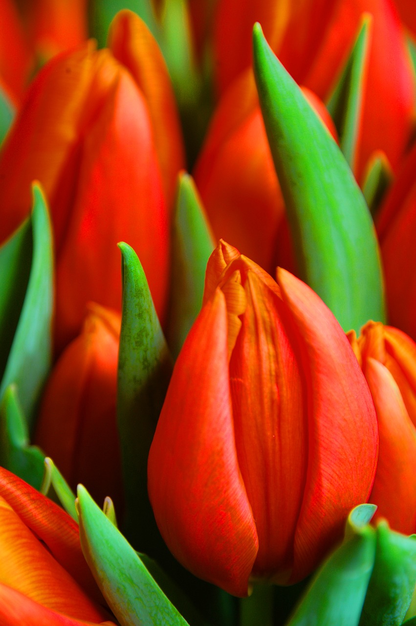 Raudonos Tulpės, Gėlės, Flora, Nemokamos Nuotraukos,  Nemokama Licenzija