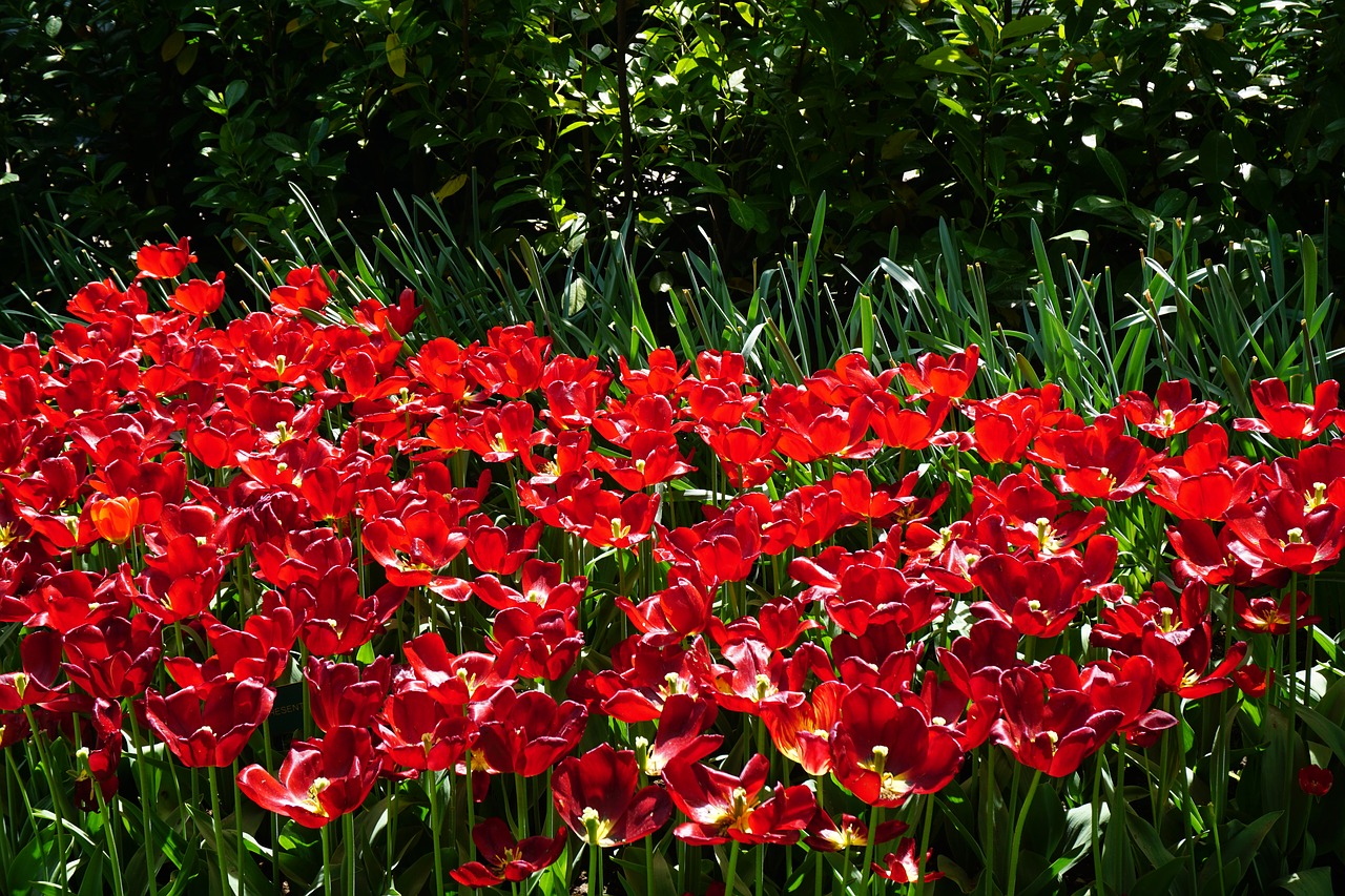 Raudonos Tulpės, Keukenhof, Gėlės, Nemokamos Nuotraukos,  Nemokama Licenzija